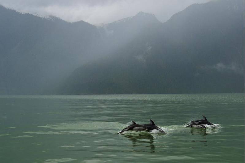 Dolfijnen Knight Inlet Lodge Canada