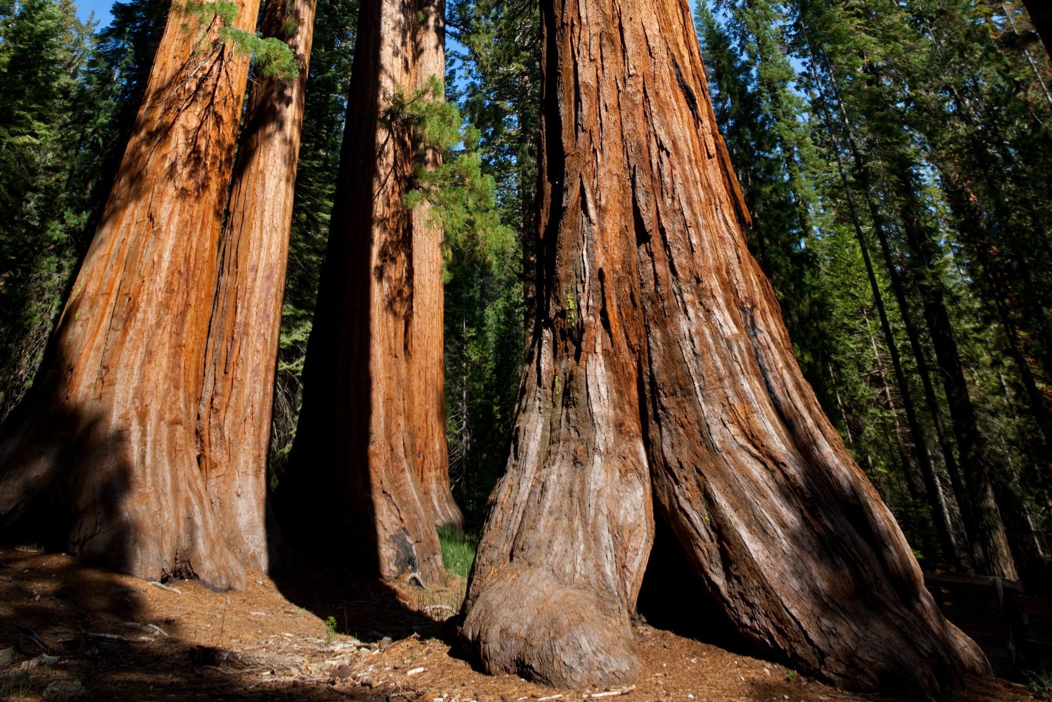 Sequoia Bomen in Amerika