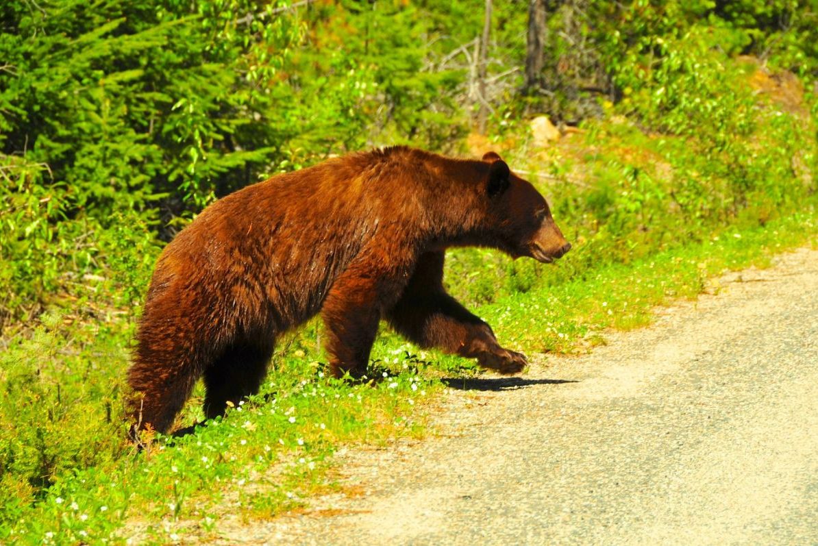 Zwarte beer in Wells Gray Provincial Park