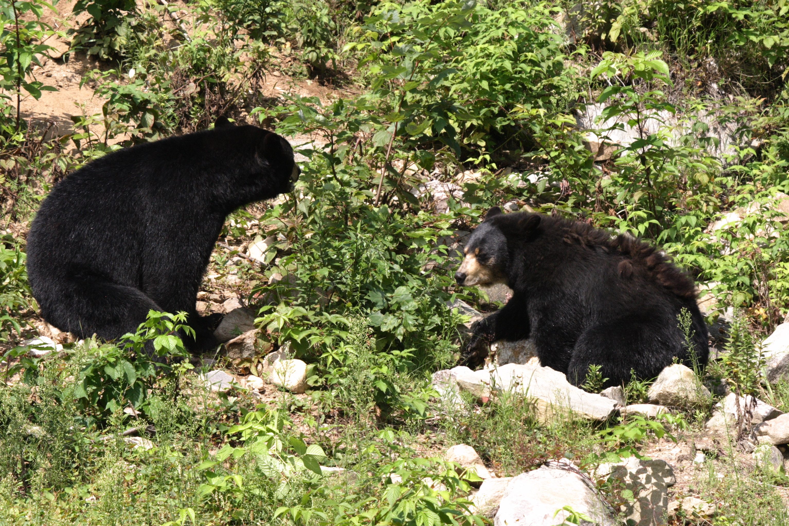 Zwarte beren in Wells Gray Provincial Park
