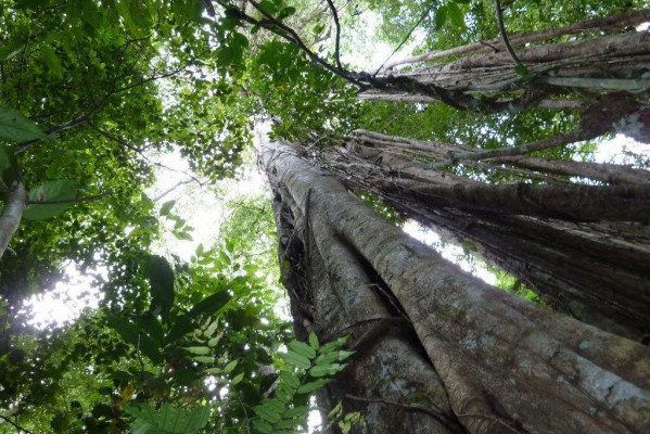 Jungle in Gunung Leuser National Park op Sumatra