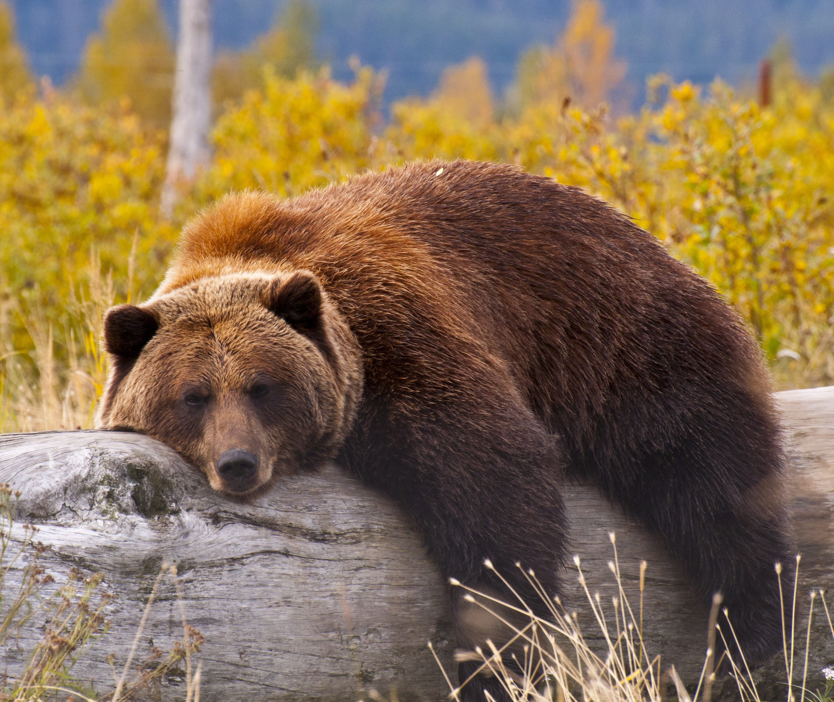 Grizzley beer in Canada