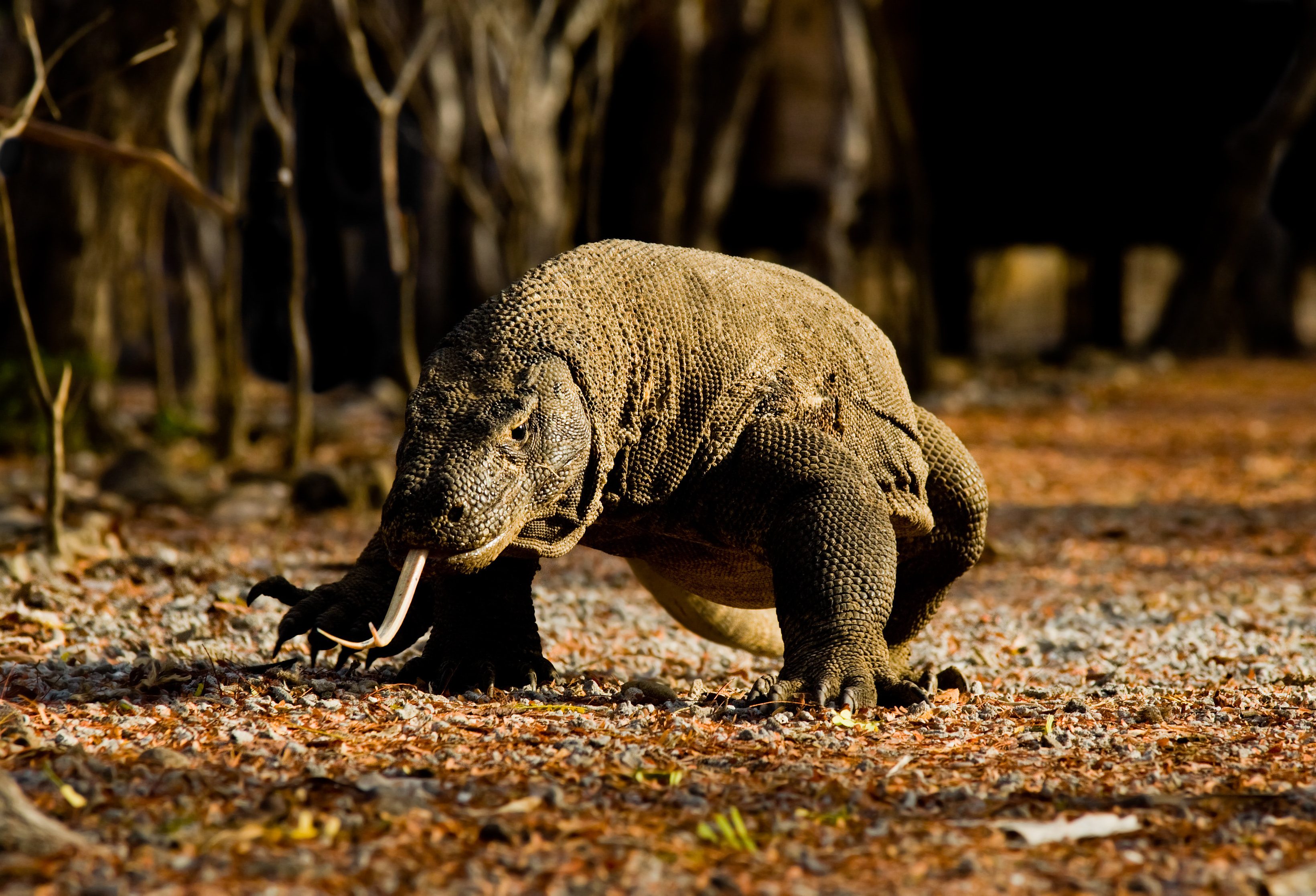 Komodo varaan in het Komodo National Park