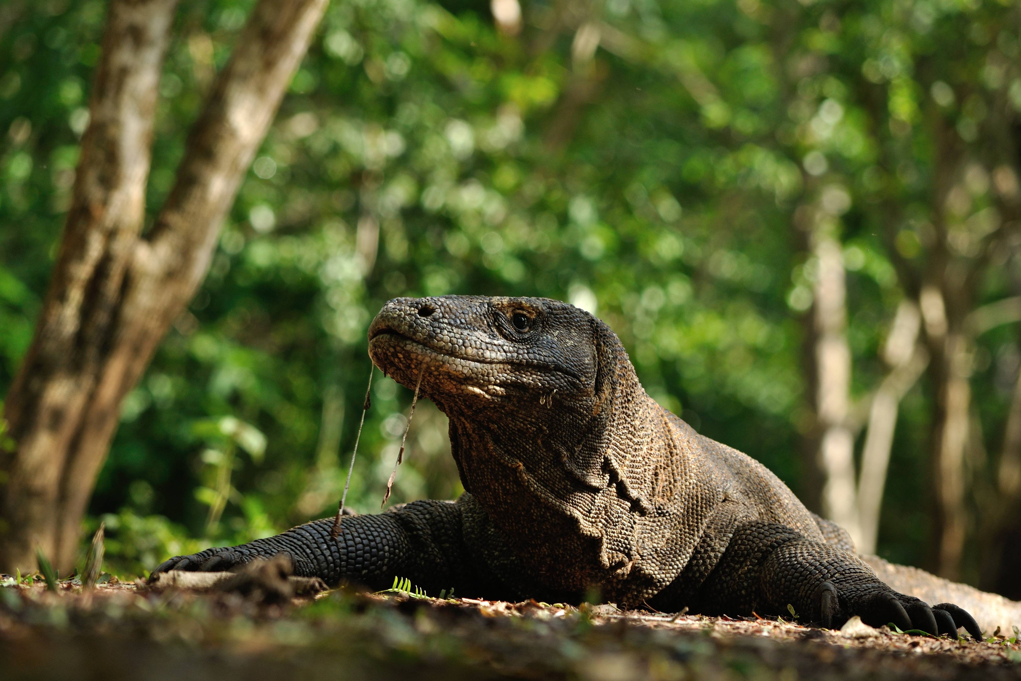 Komodo varaan in het Komodo National Park