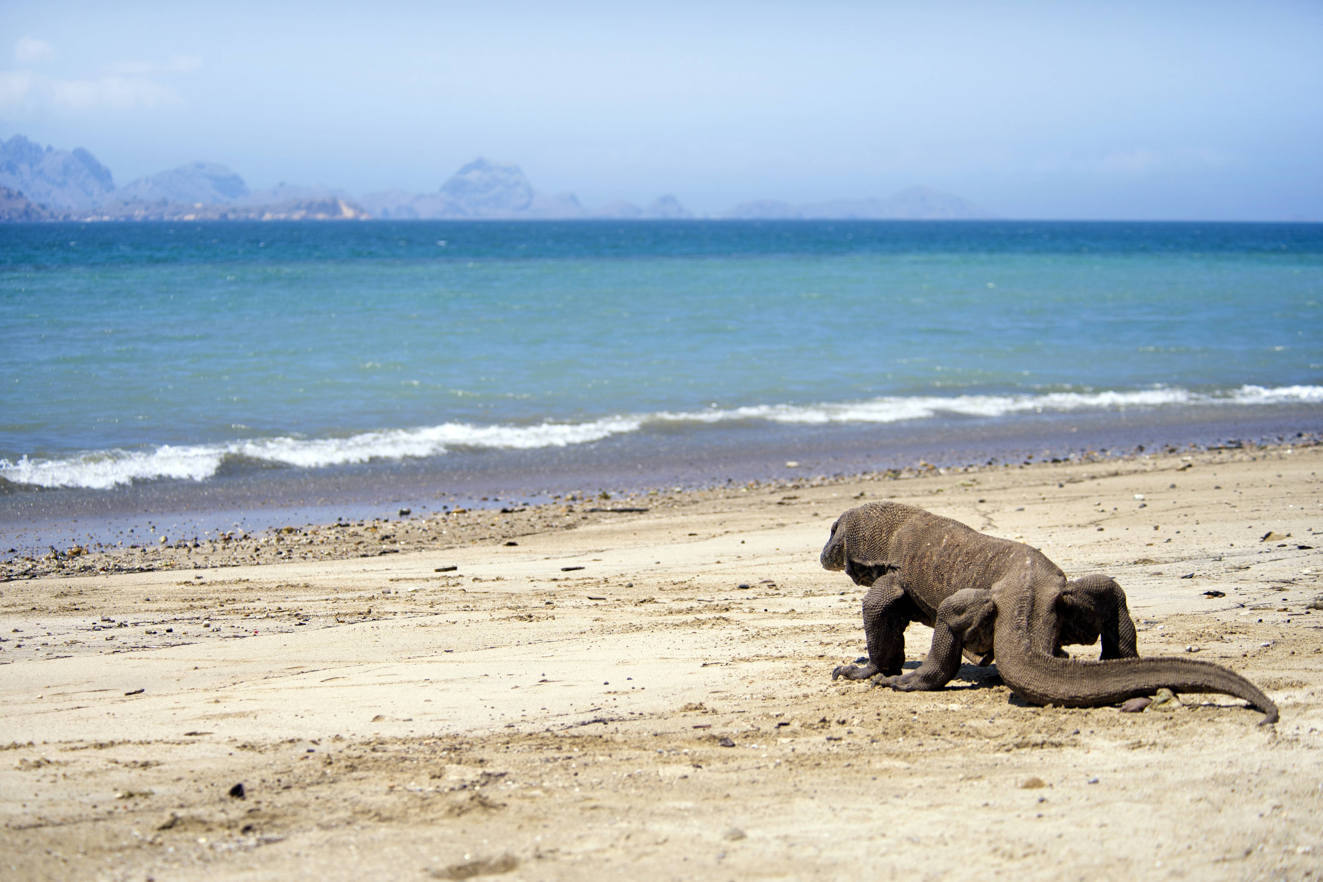 Komodo varaan op het strand