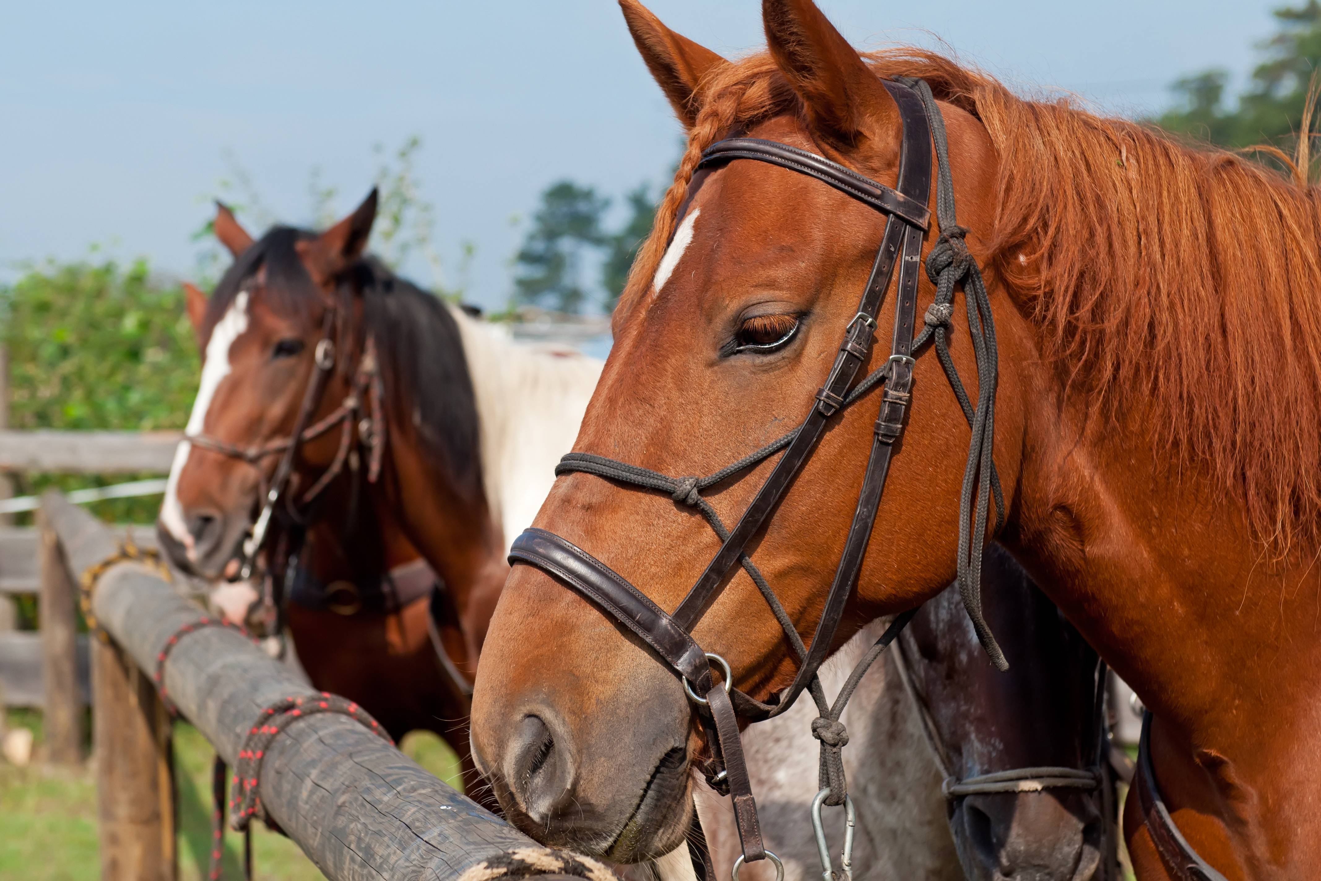 Tour Amerika - Cowboy leven op een Ranch - 333travel