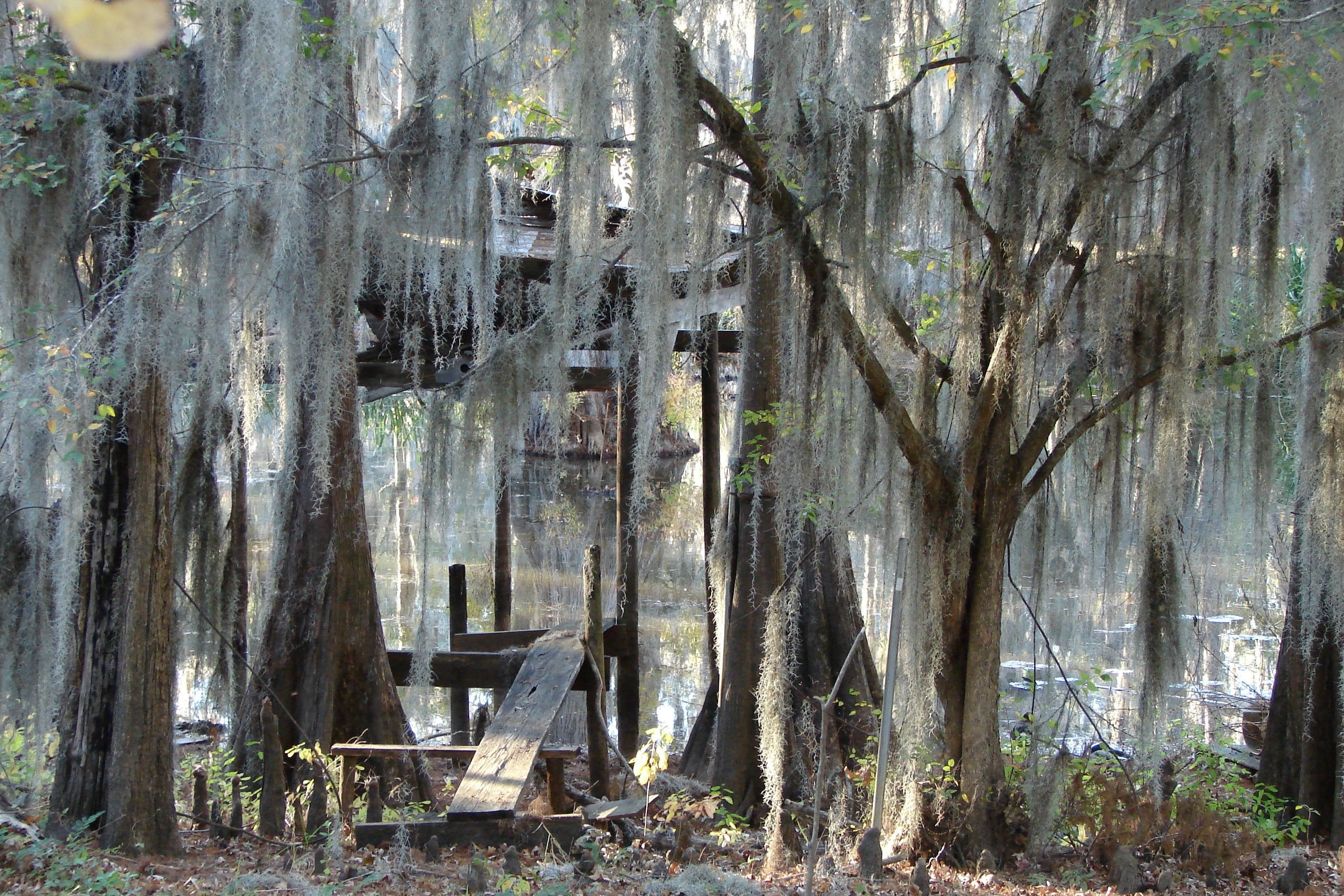 Swamps in New Orleans in Louisina