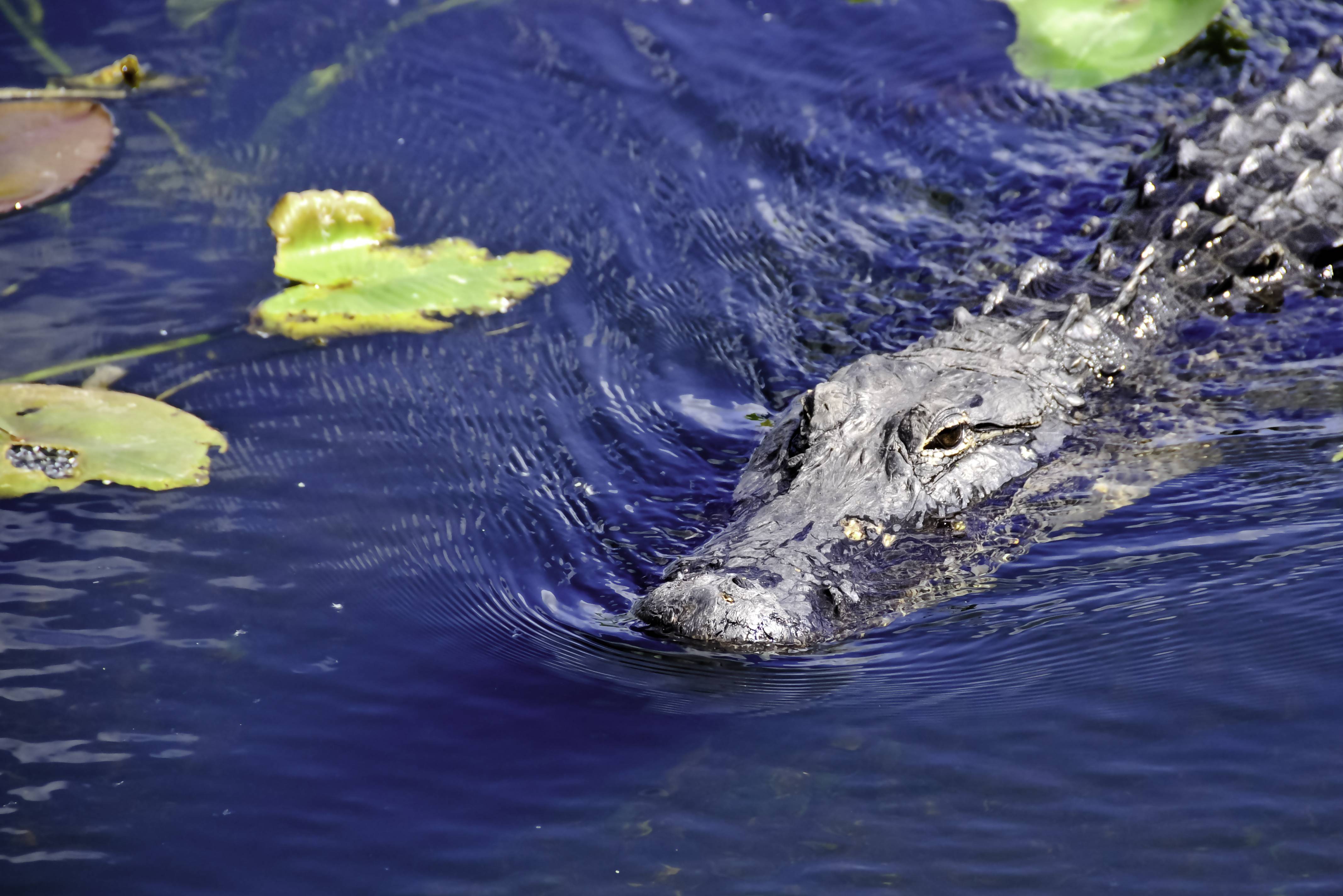Alligator bij de swamps in New Orleans