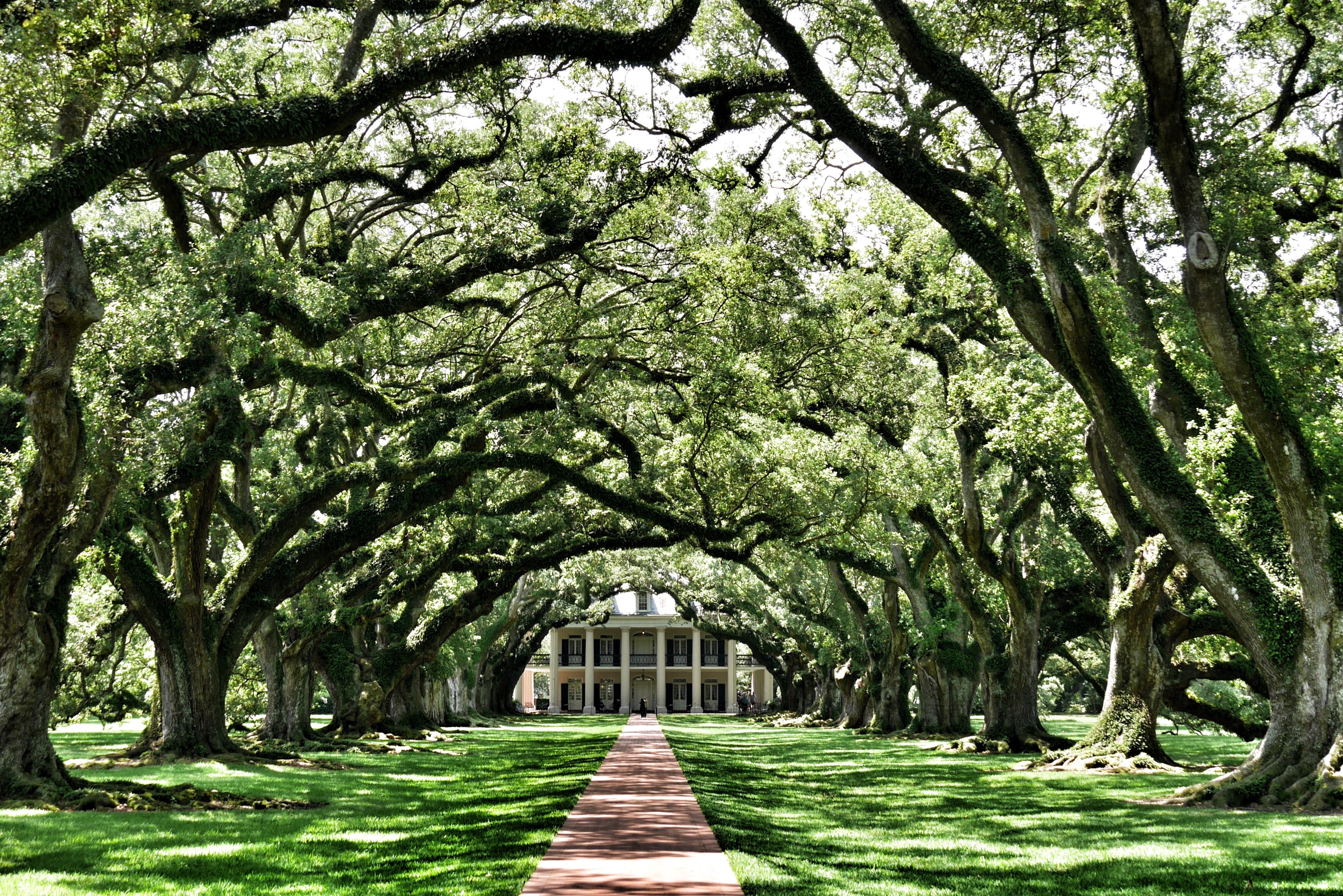 Oak Plantage in New Orleans