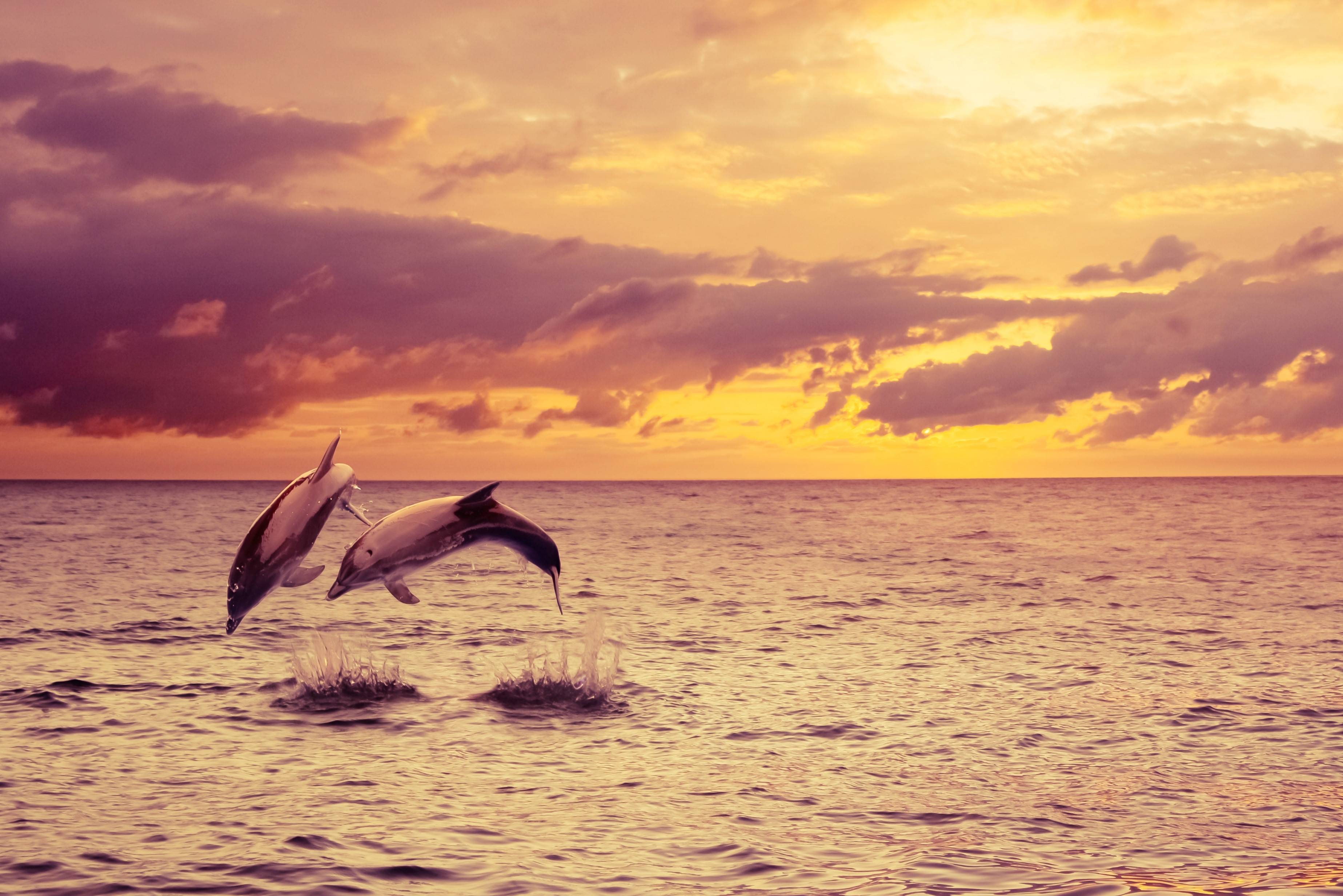 Dolfijnen bij Key West in Florida