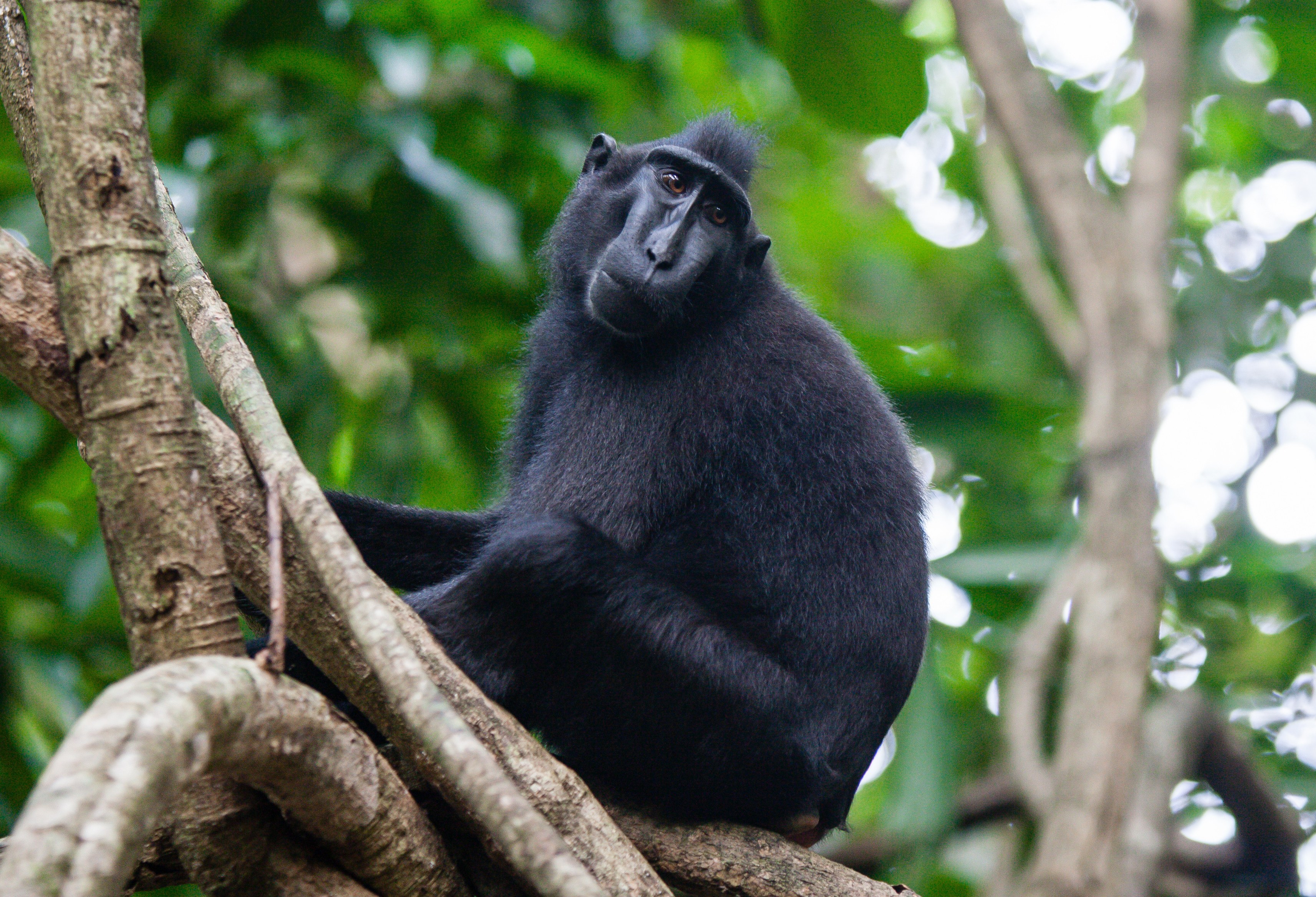 Zwarte makaak aap in het Tangkoko National Park Sulawesi
