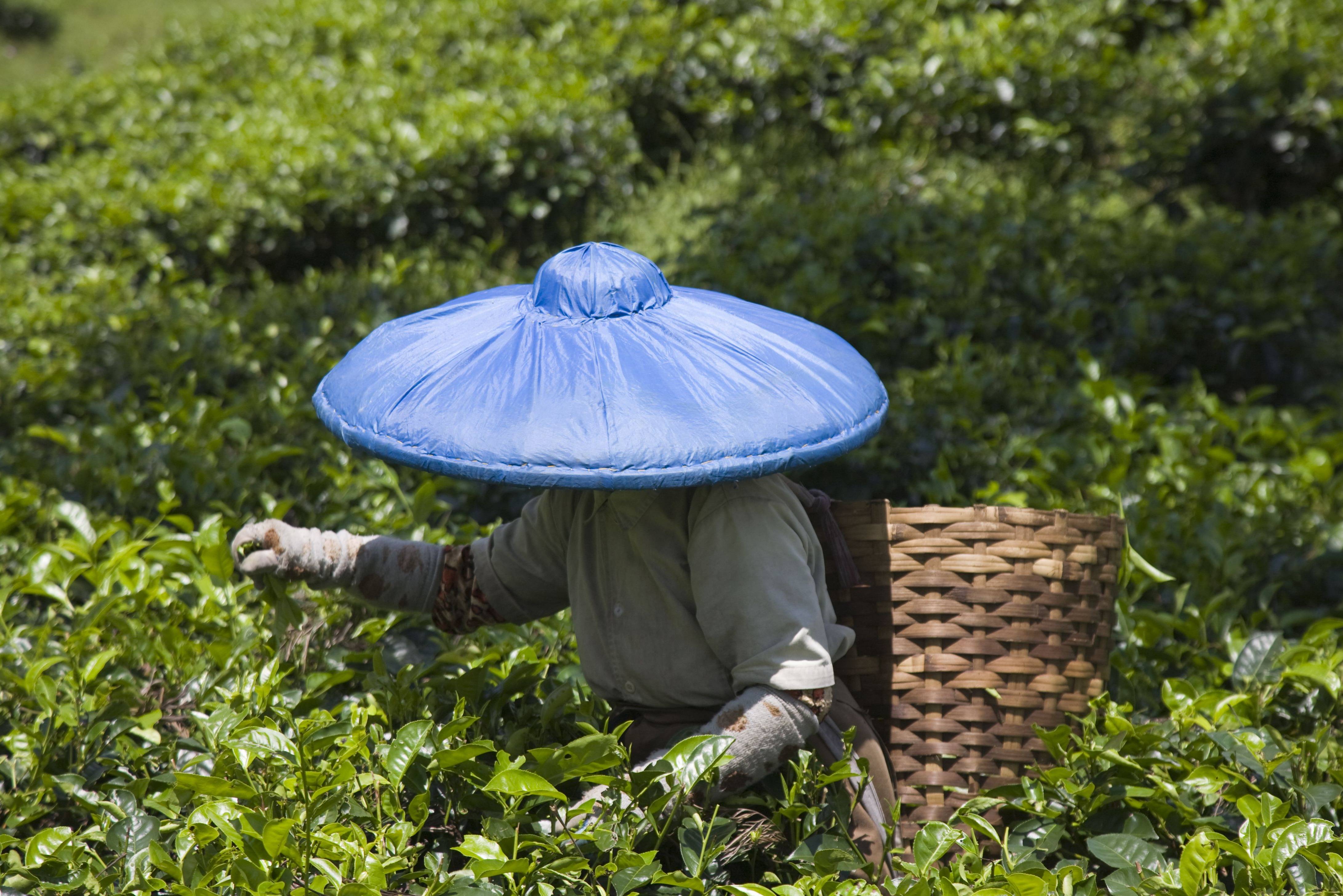 Thee plantage in Bandung Java