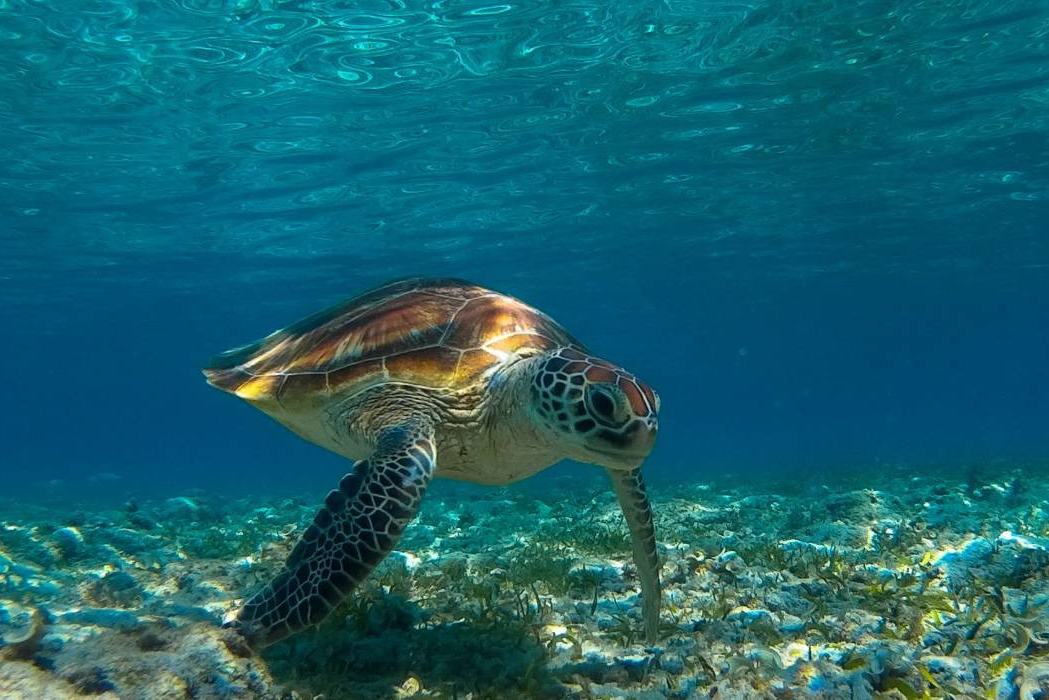 Zeeschildpad bij de Gili Eilanden Lombok