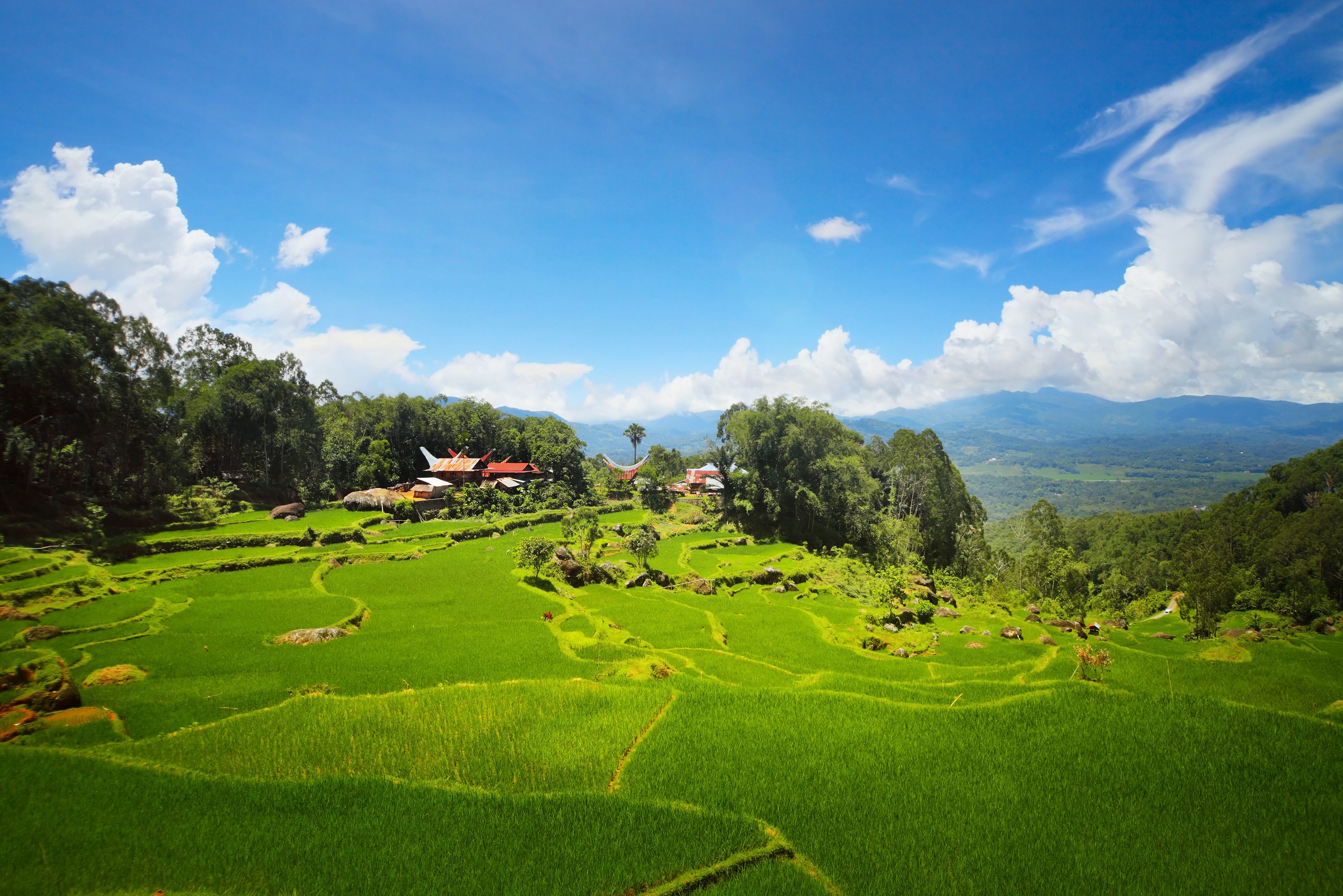 Landschap met rijstvelden in Toraja Hoogland Sulawesi