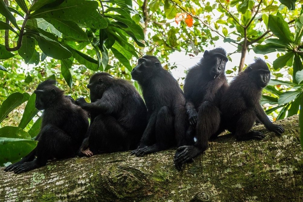 Zwarte kuifmakaken in het Tangkoko National Park