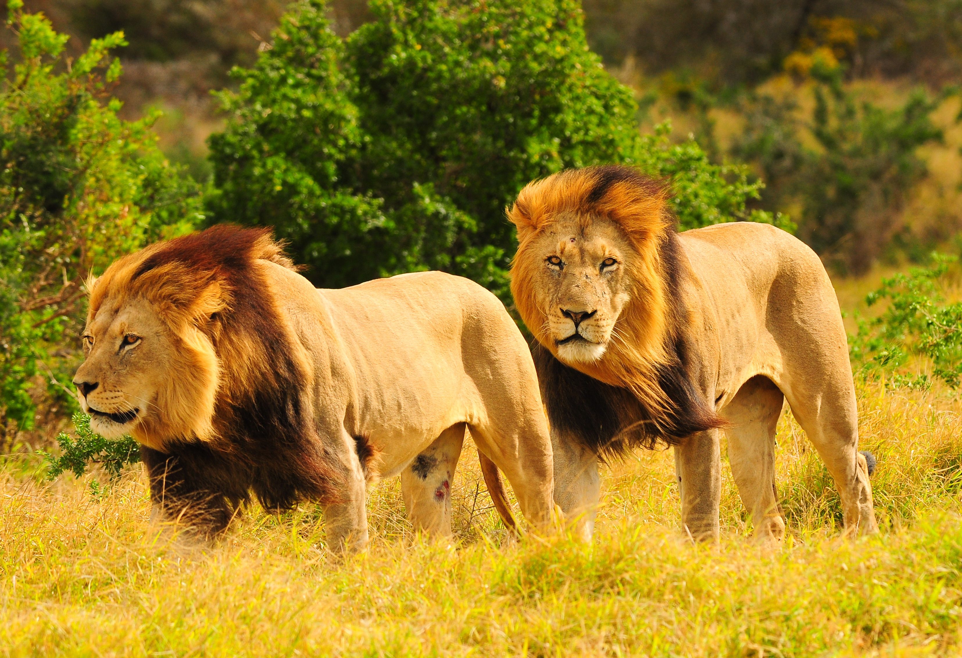 Leeuwen in het Kruger in Zuid-Afrika