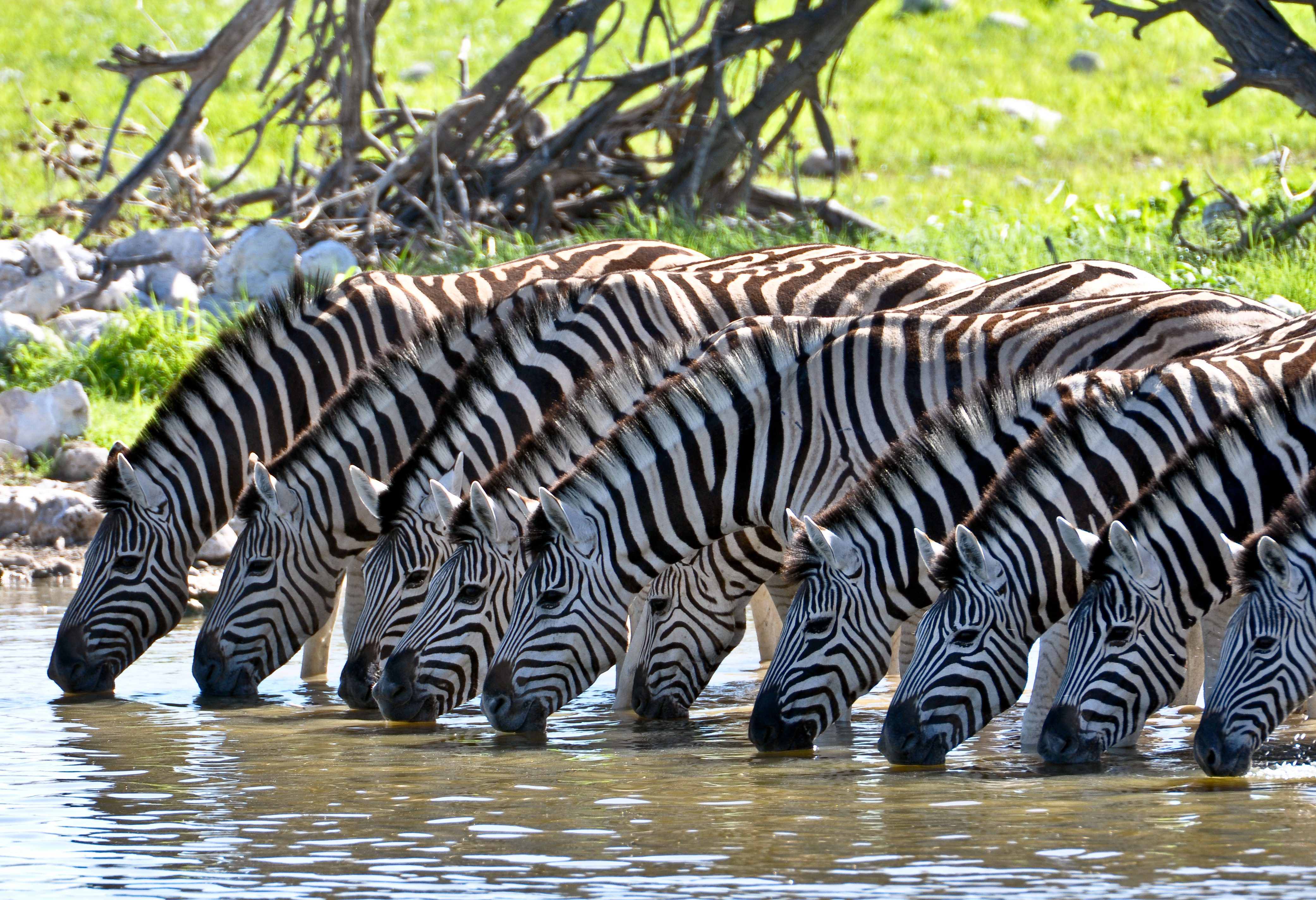 Zebra's bij waterput in Swaziland