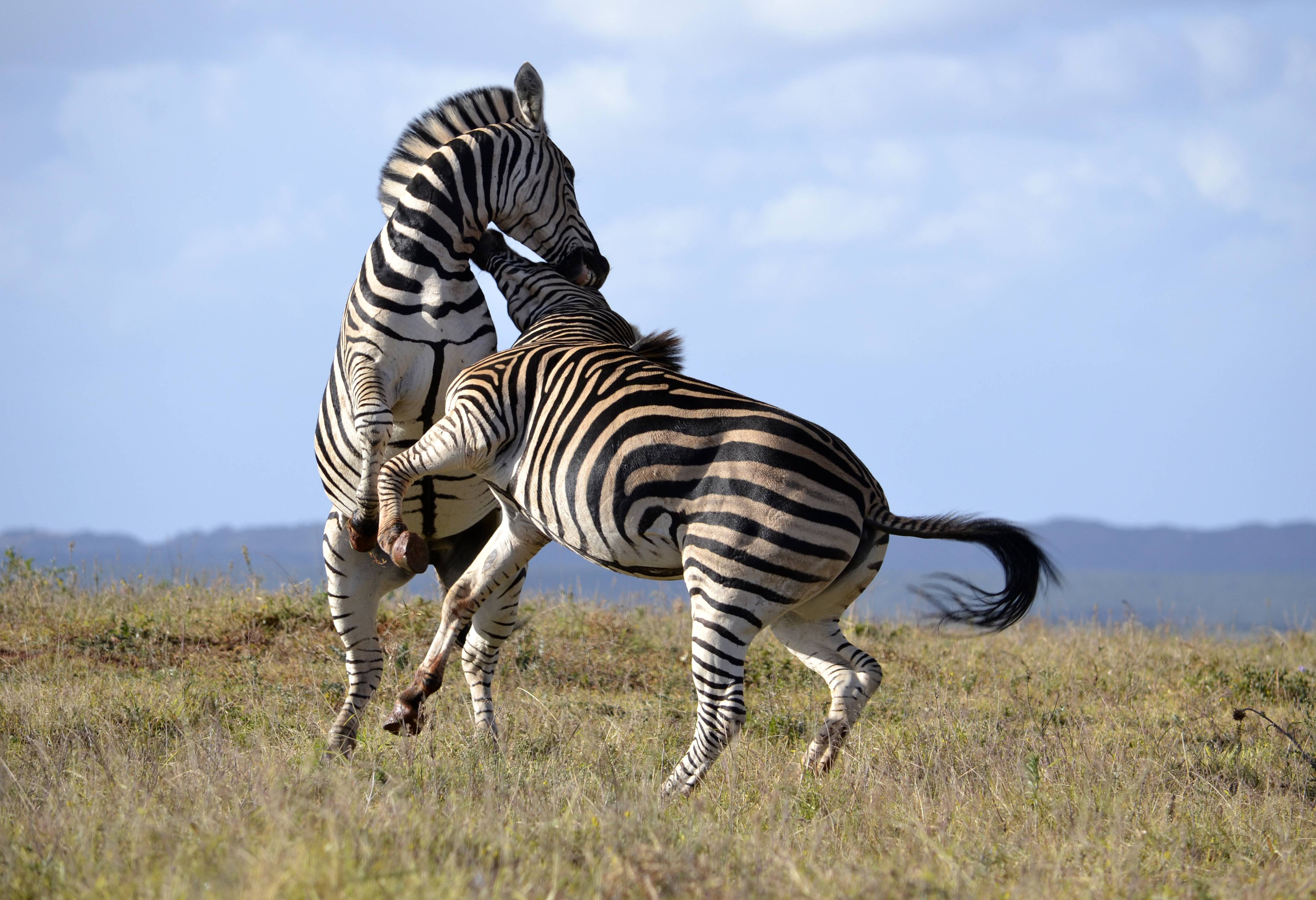 Spelende zebra's in de Karoo in Zuid-Afrika