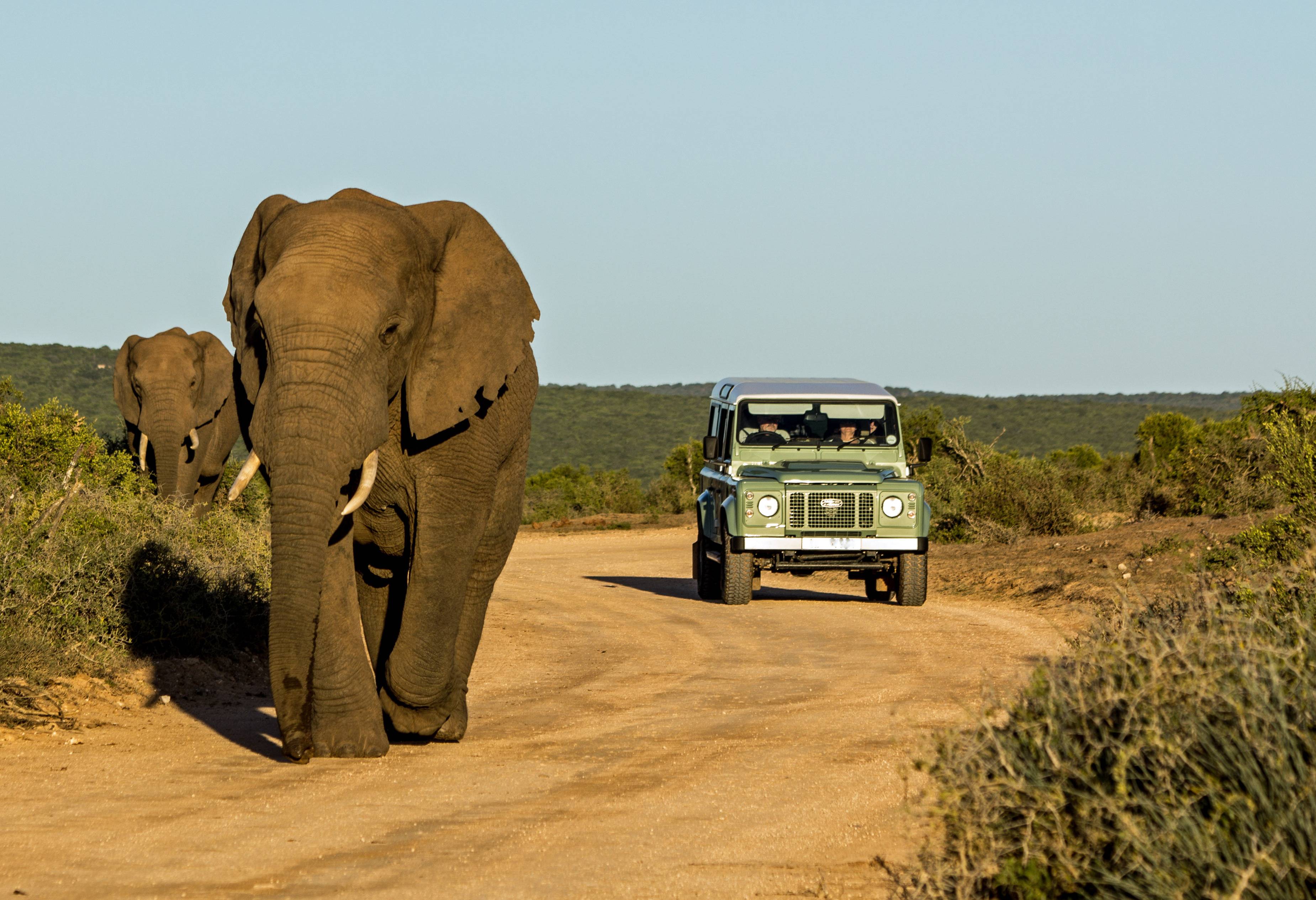 Game Drive in Addo National Park in Zuid-Afrika