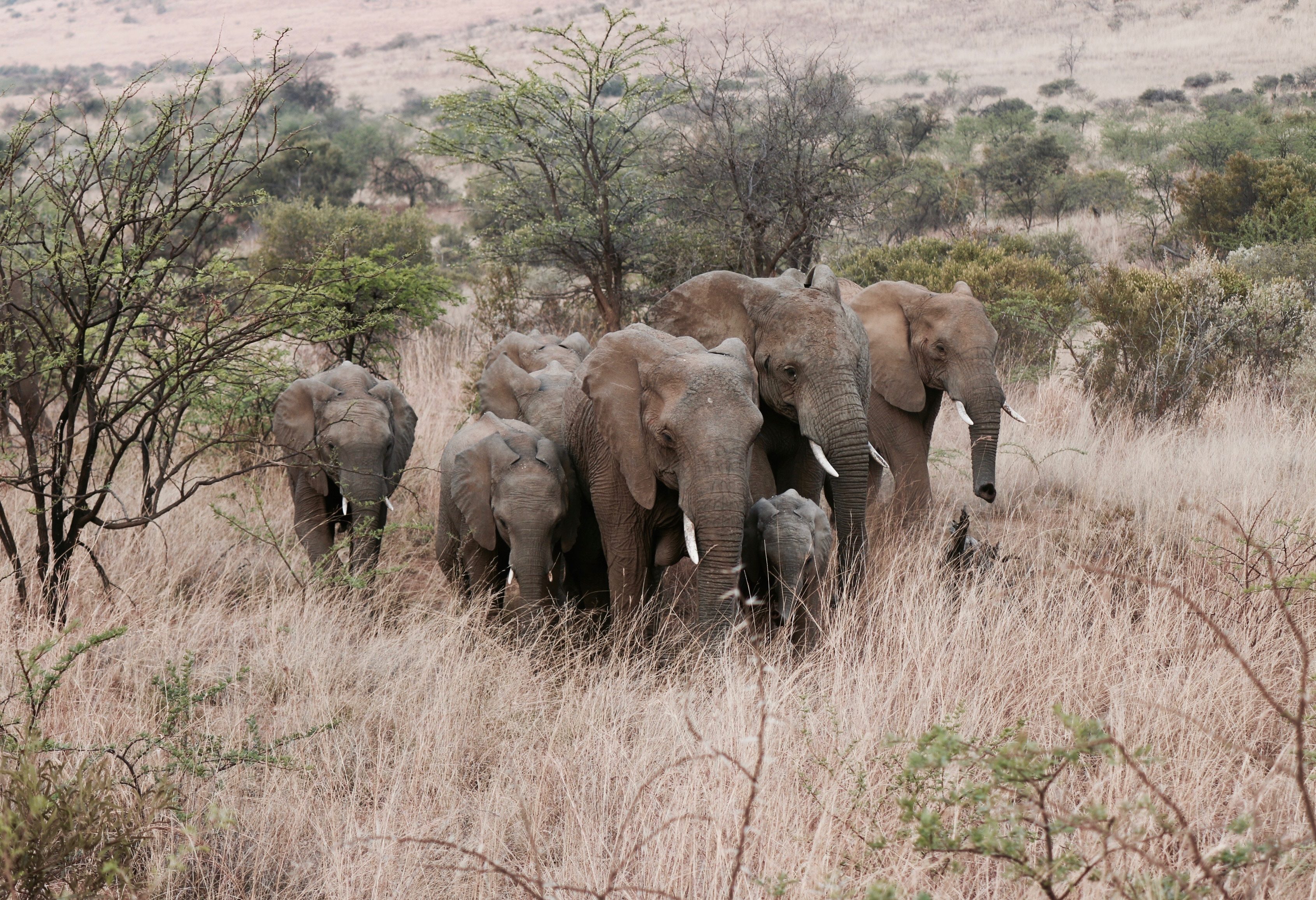 Olifanten familie in Addo National Park in Zuid-Afrika