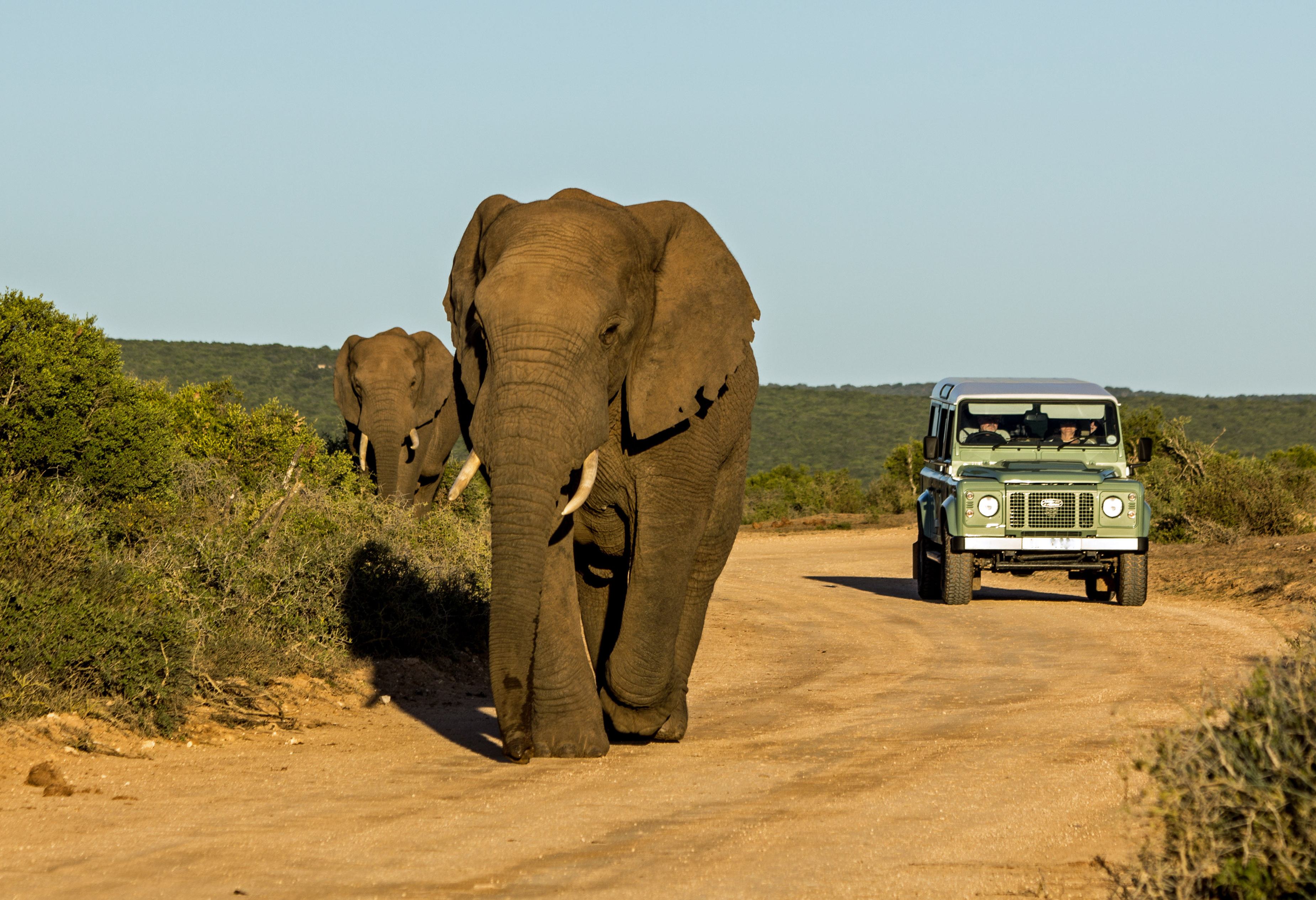Game drive in Addo National Park in Zuid-Afrika