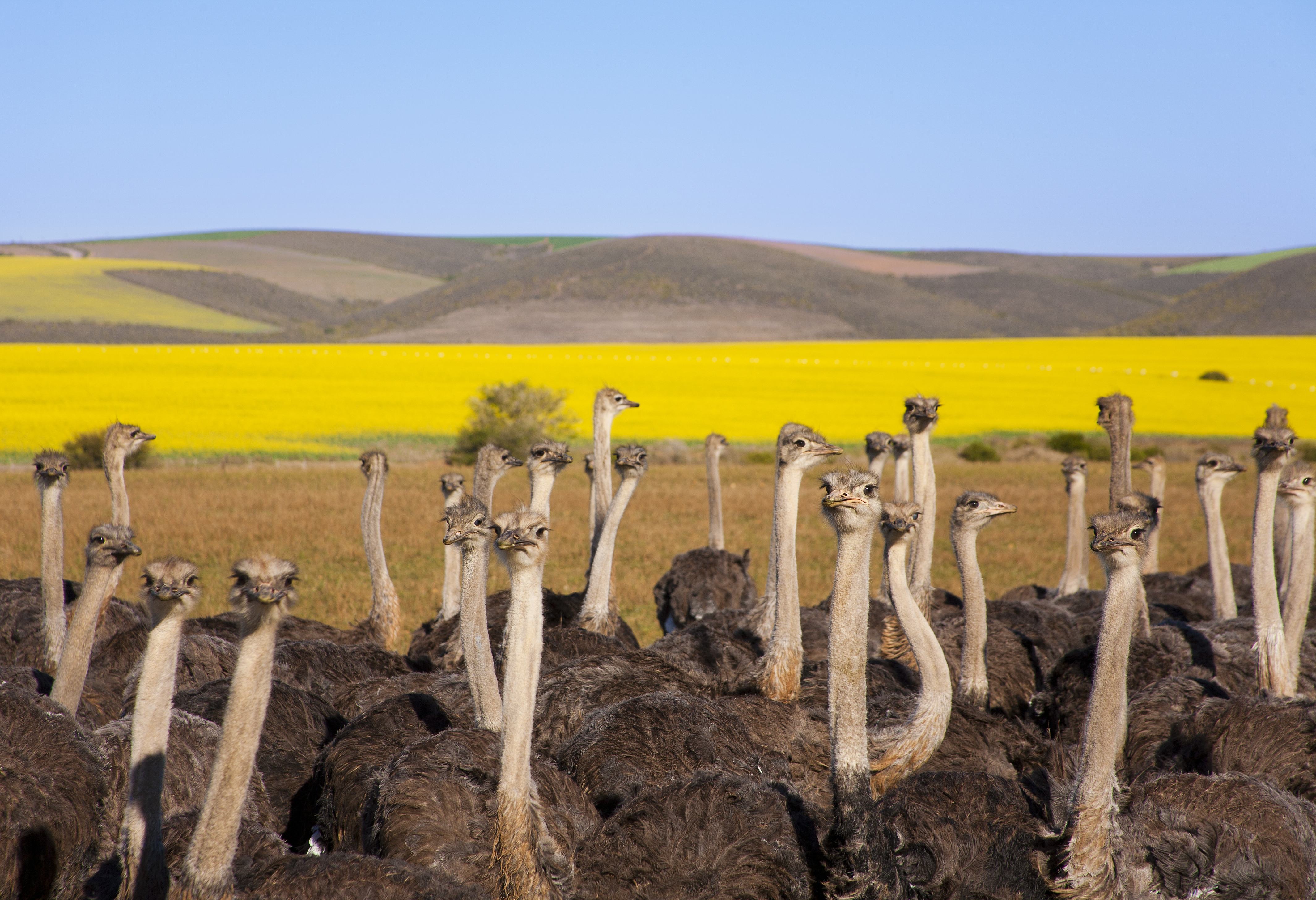 Struisvogels in Oudtshoorn in Zuid-Afrika