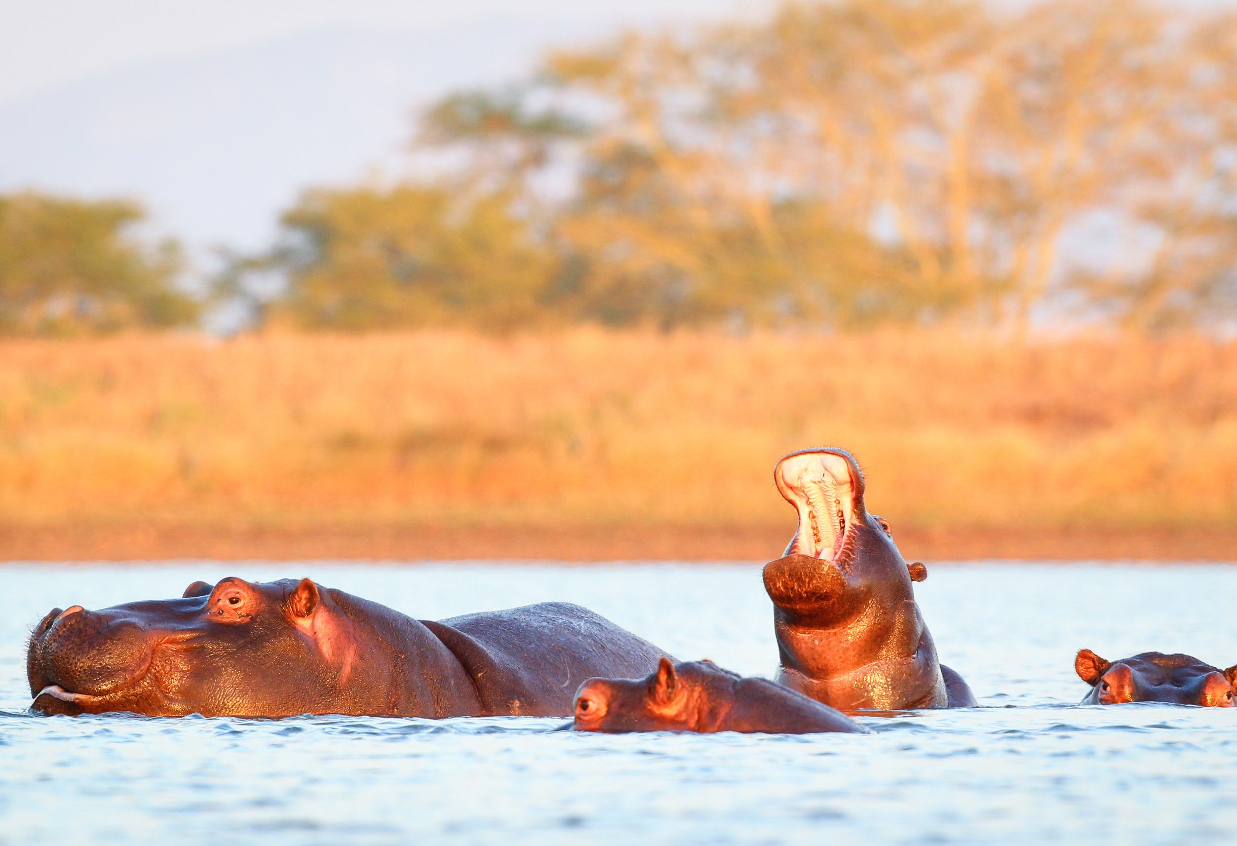 Nijlpaarden bij St. Lucia in Zuid-Afrika