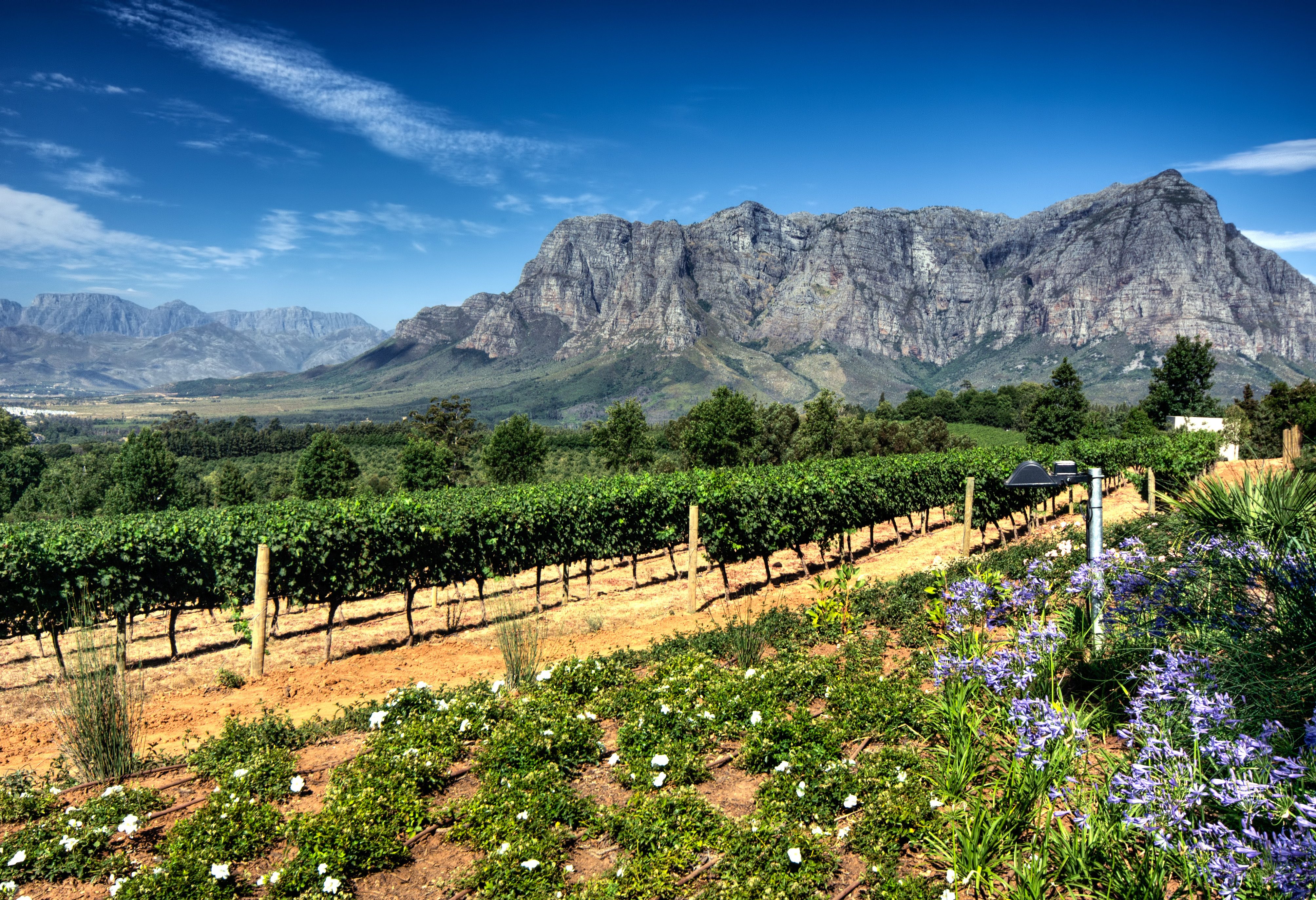 Het landschap in Stellenbosch in Zuid-Afrika