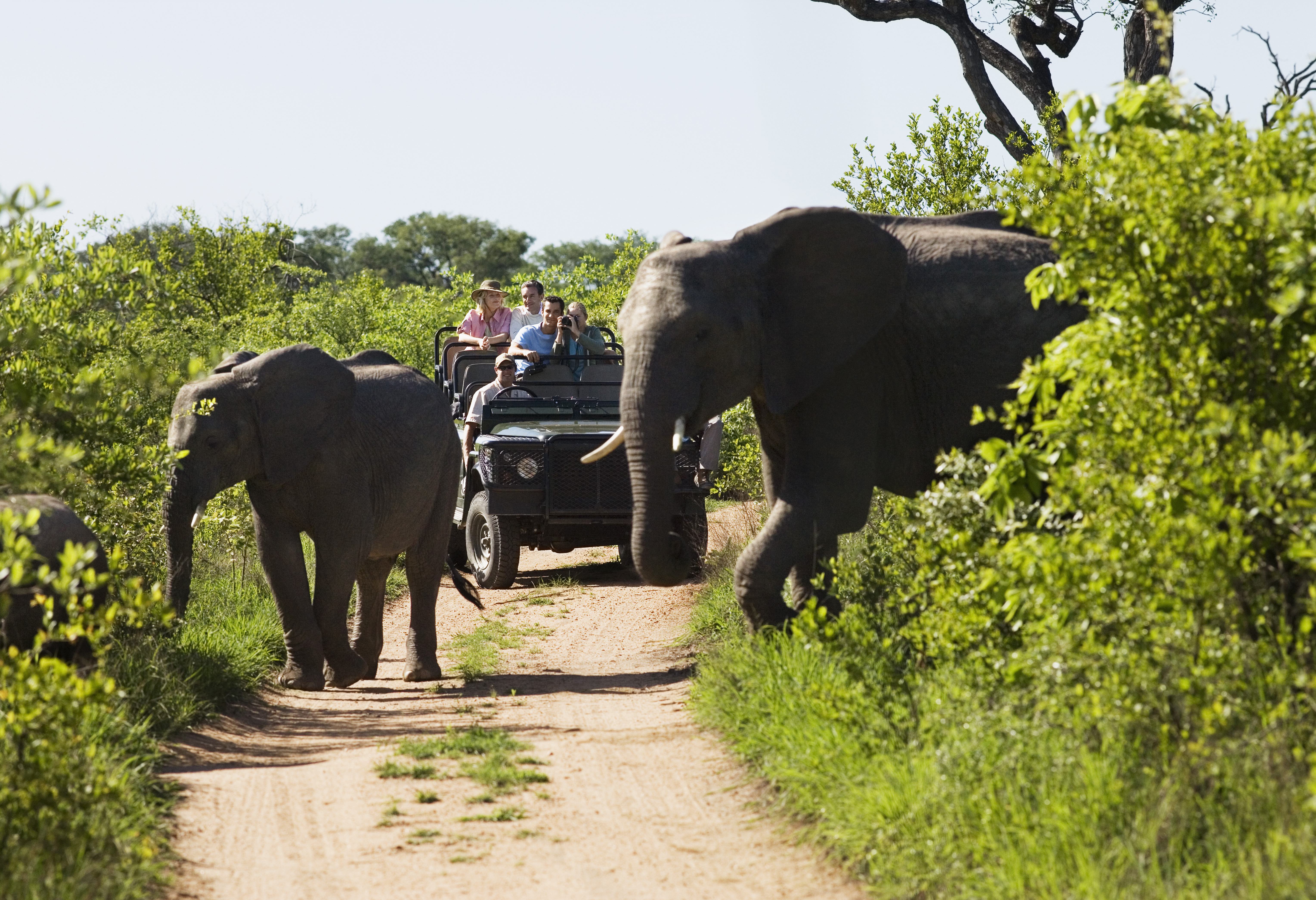 Olifanten tijdens game drive in Zuid-Afrika