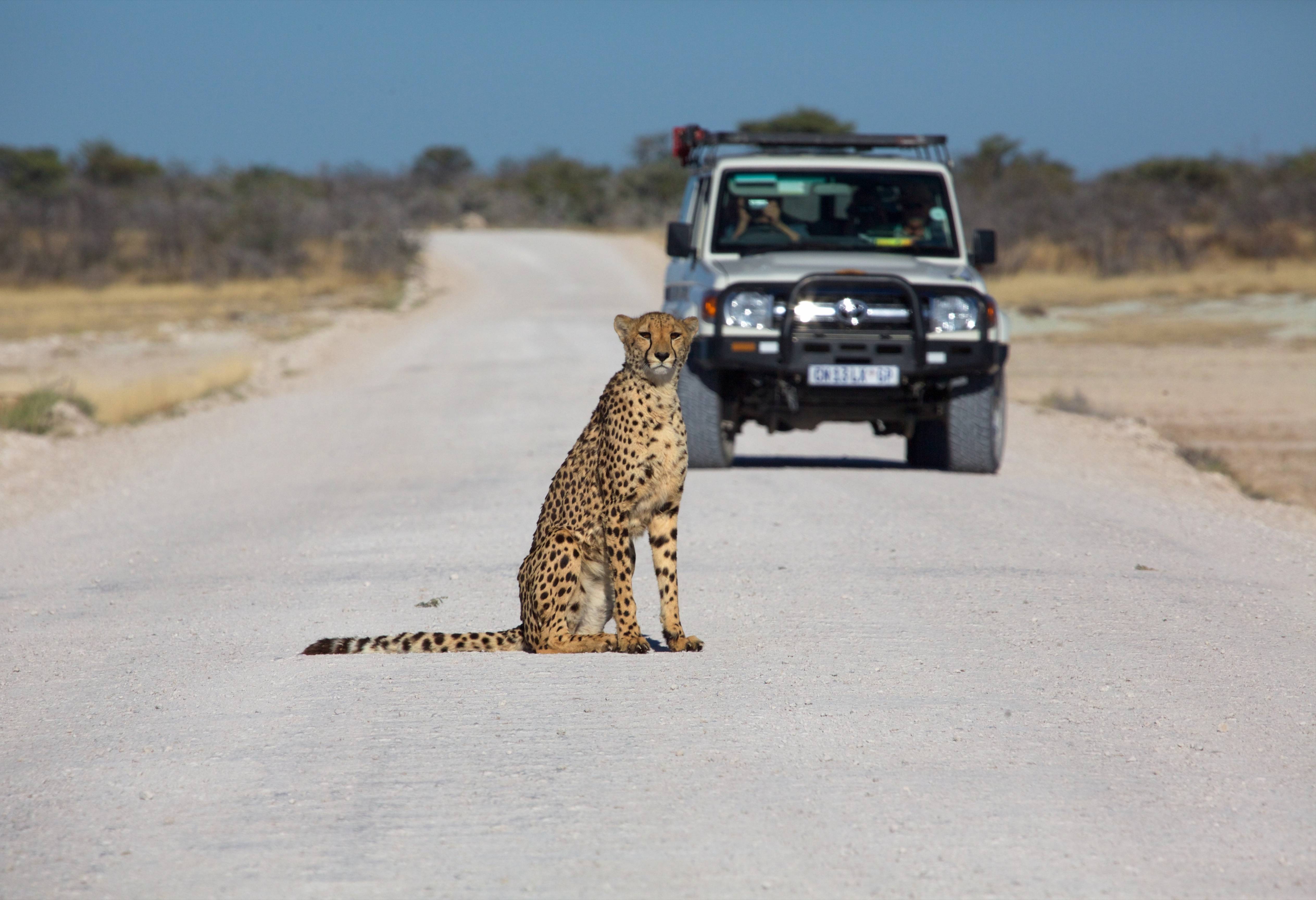 Gamedrive in Etosha in Namibie