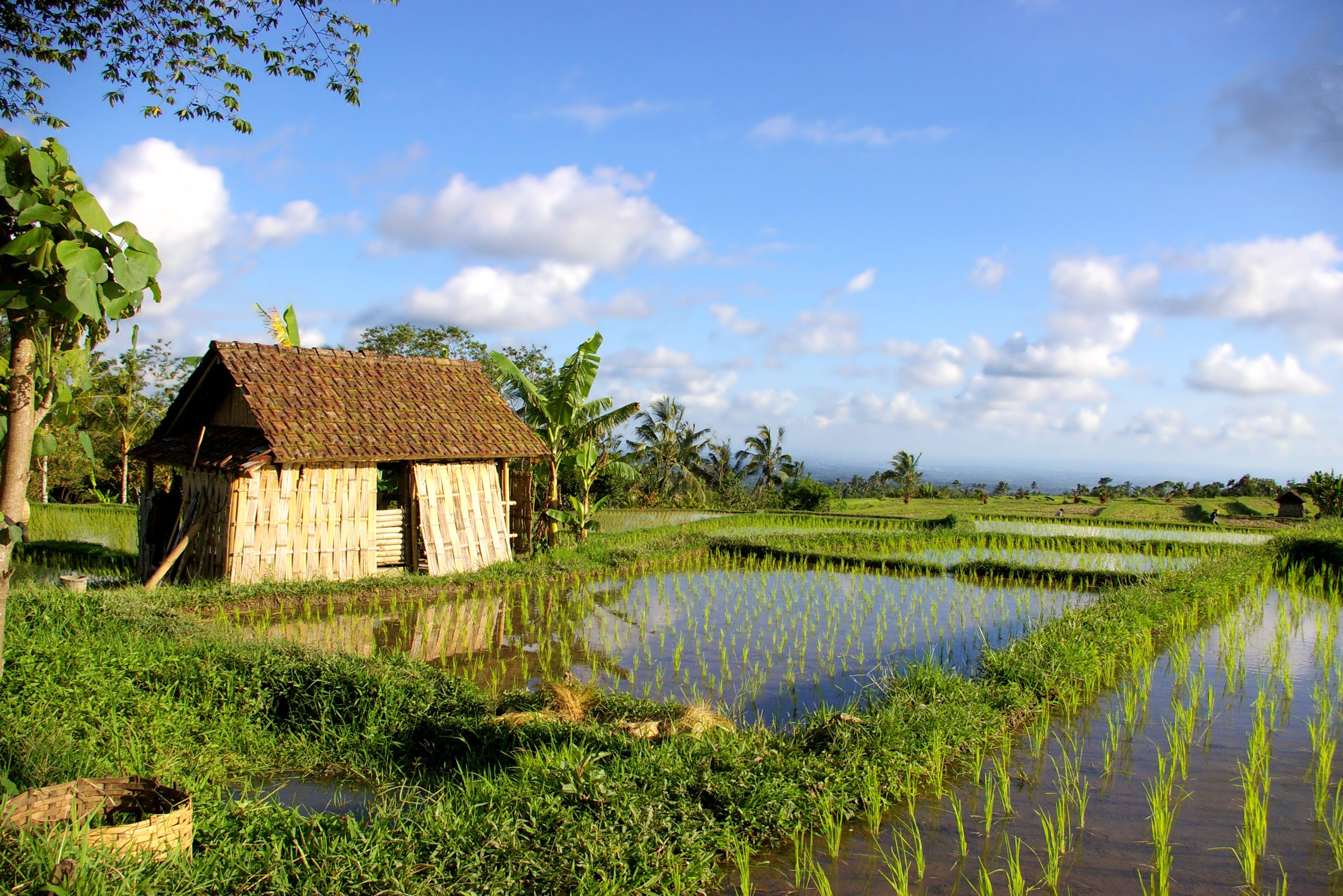 Rijstvelden Ubud Bali