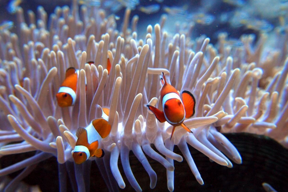 Snorkelen bij Menjangan Island Bali
