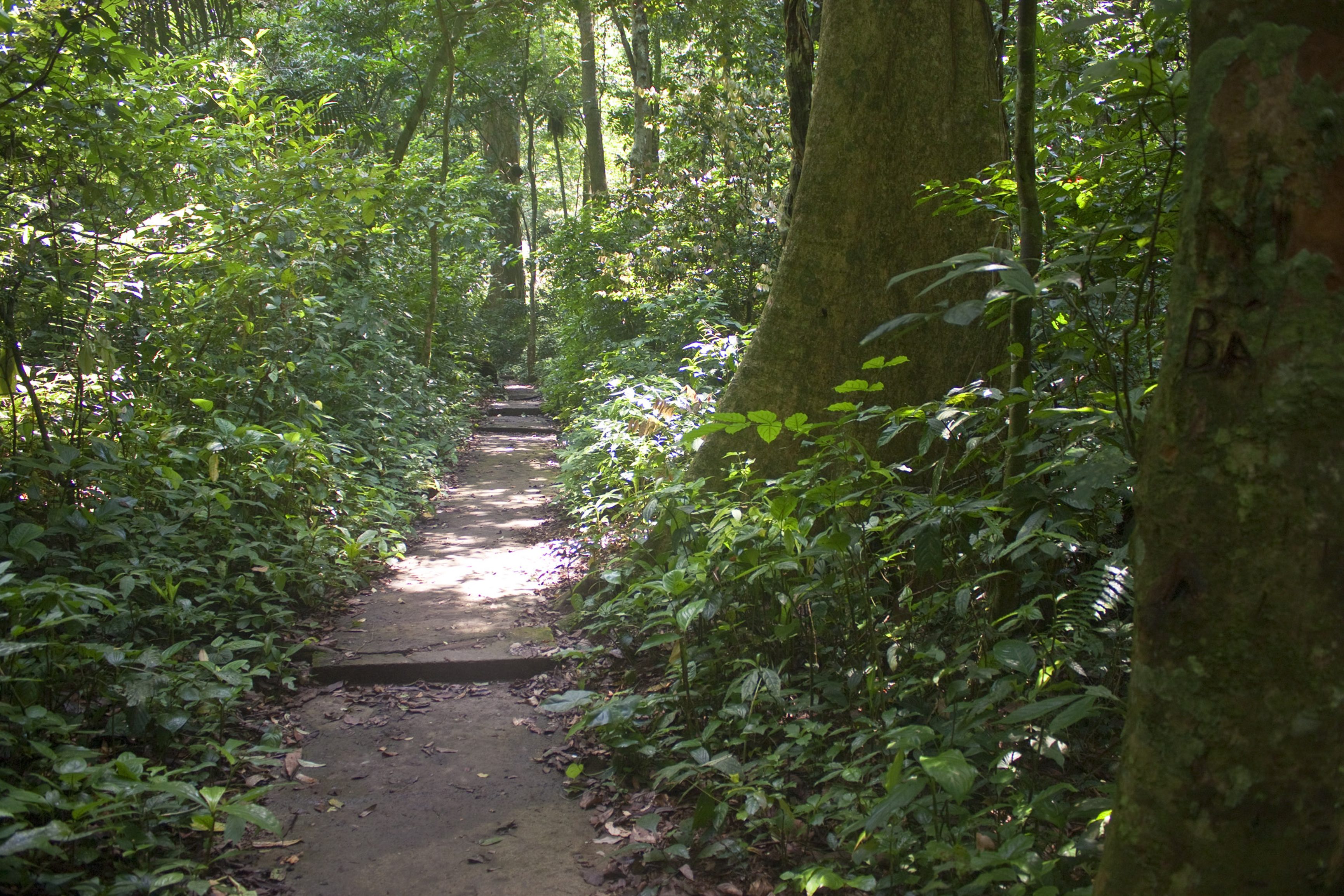 Junglepad in het Cuc Phuong National Park in Vietnam