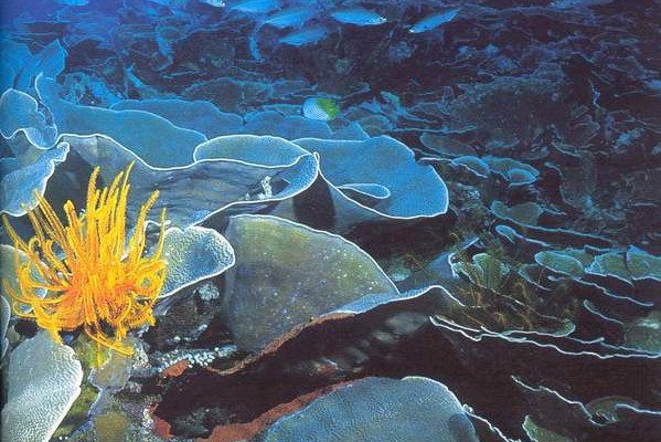 Onderwater wereld snorkelen Amed Bali