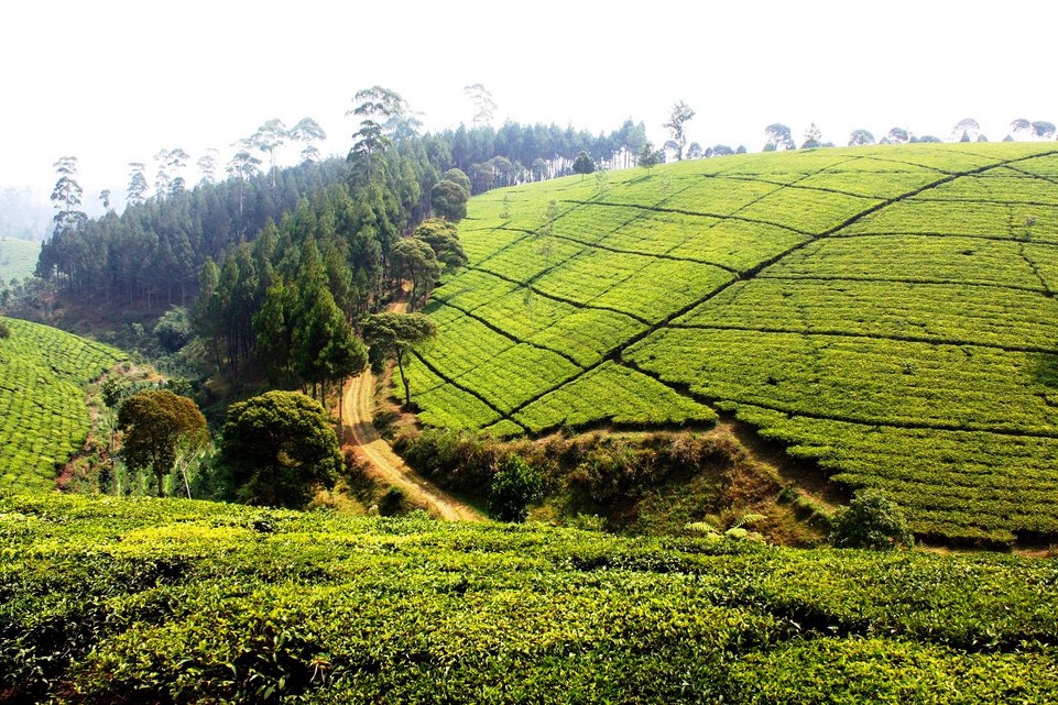 Theeplantage puncak Pas Bandung Java