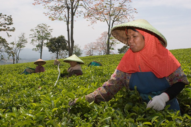 Theeplantage puncak Pas Bandung Java