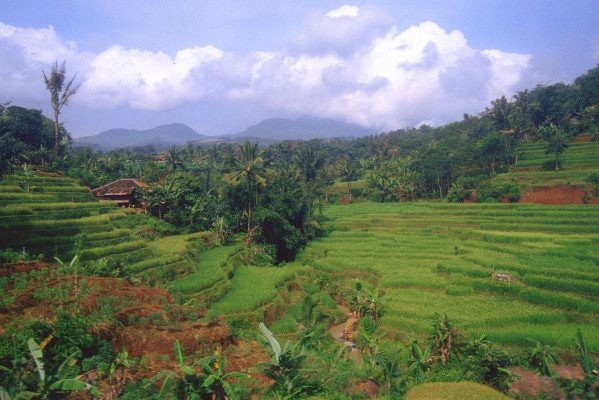 Rijstvelden rondom Bandung op Java