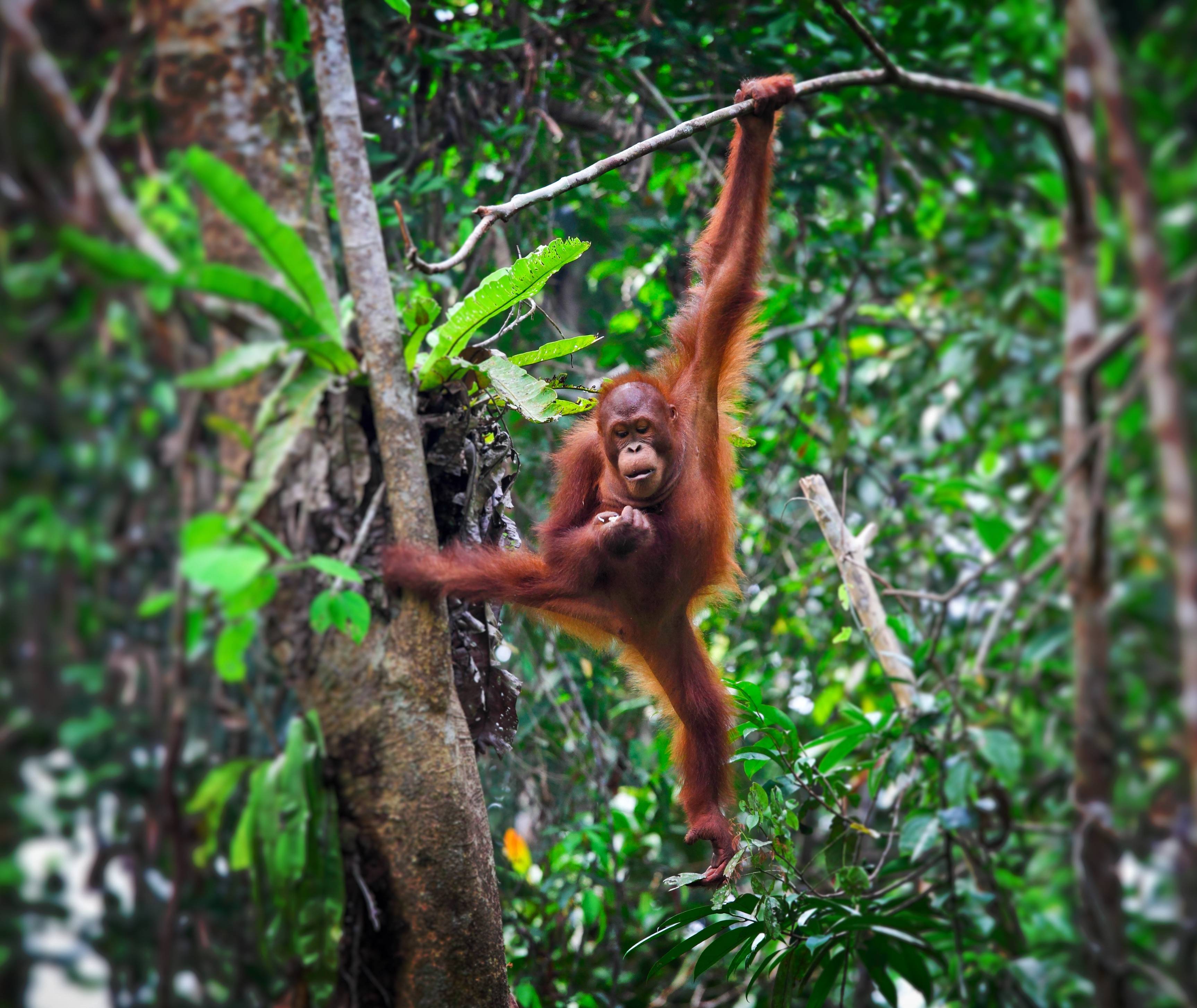 Orang Oetan Maleisisch borneo