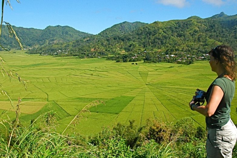 Spinnenweb rijstvelden bij Ruteng op Flores