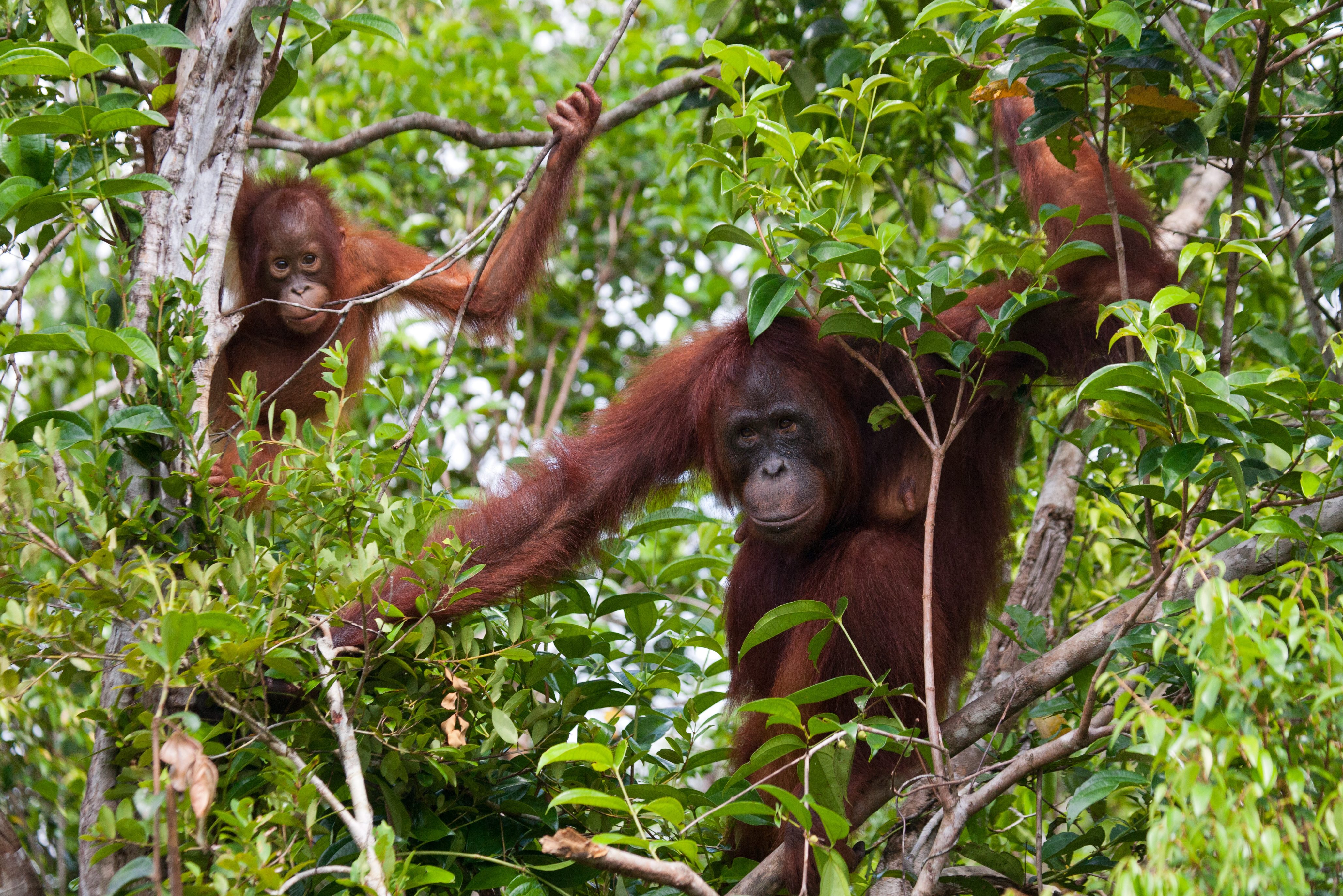 Orang-oetans op Kalimantan