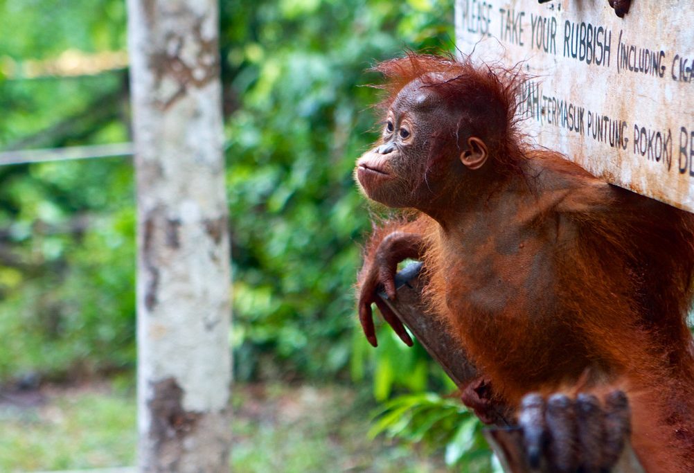 Baby orang-oetan in Camp Leakey op Kalimantan