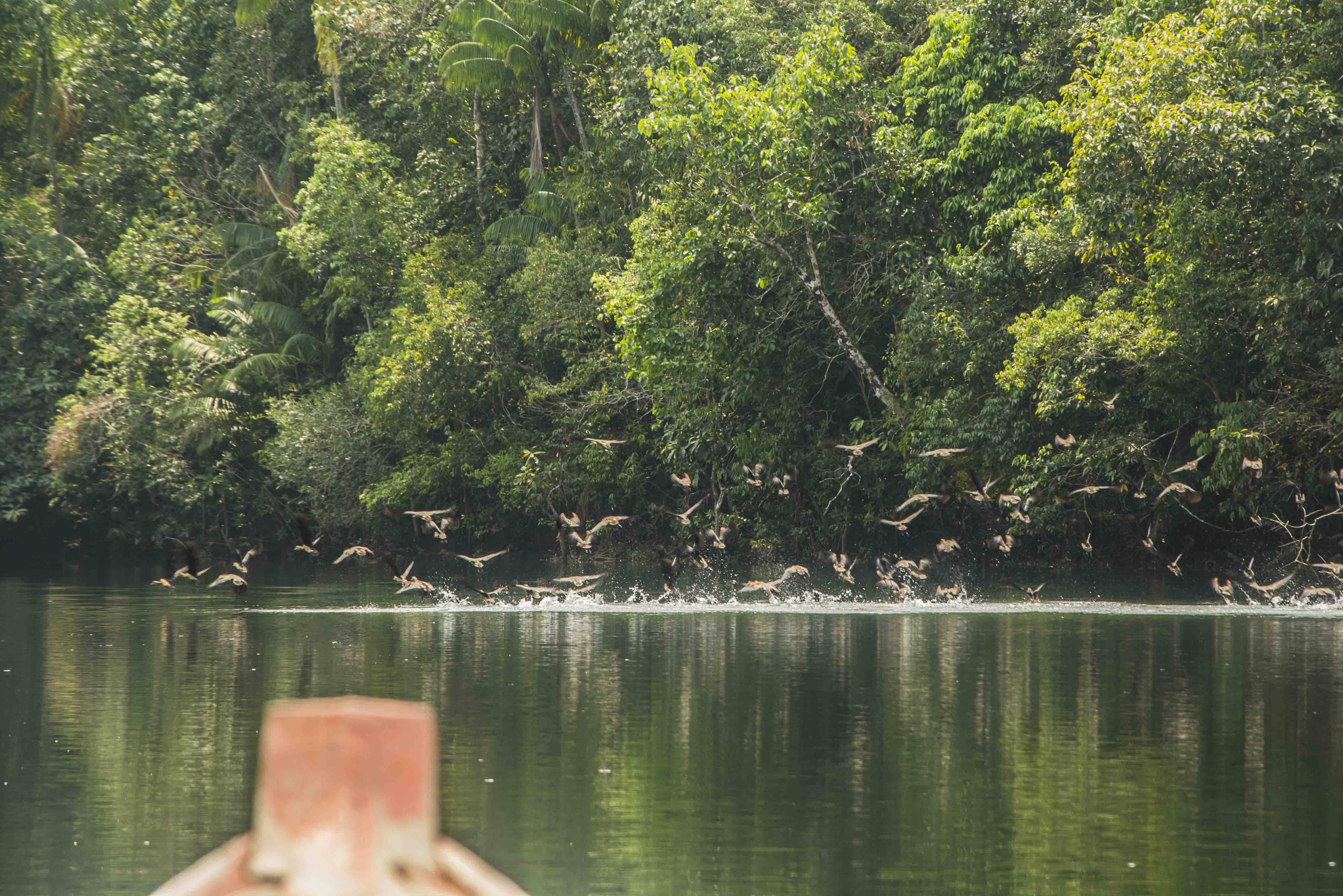 Boottocht op de rivier in de Cardamom Mountains in Cambodja