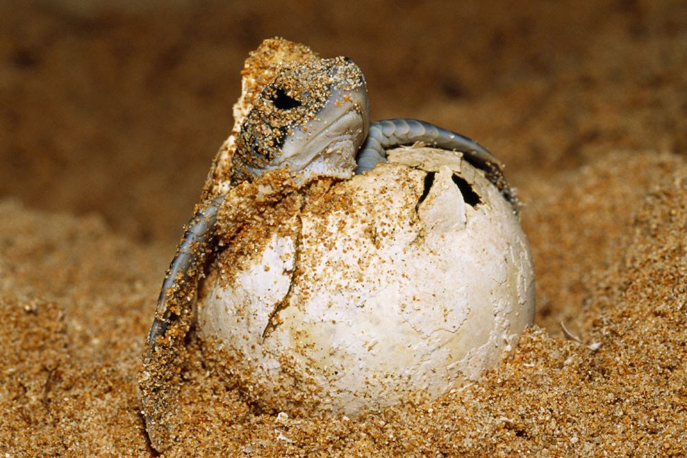 Sukamade schildpadden op het strand van Java