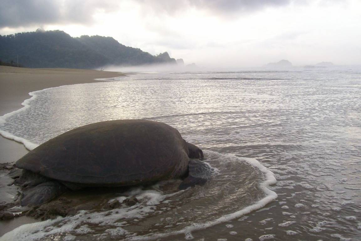 Sukamade schildpad op het strand van Java