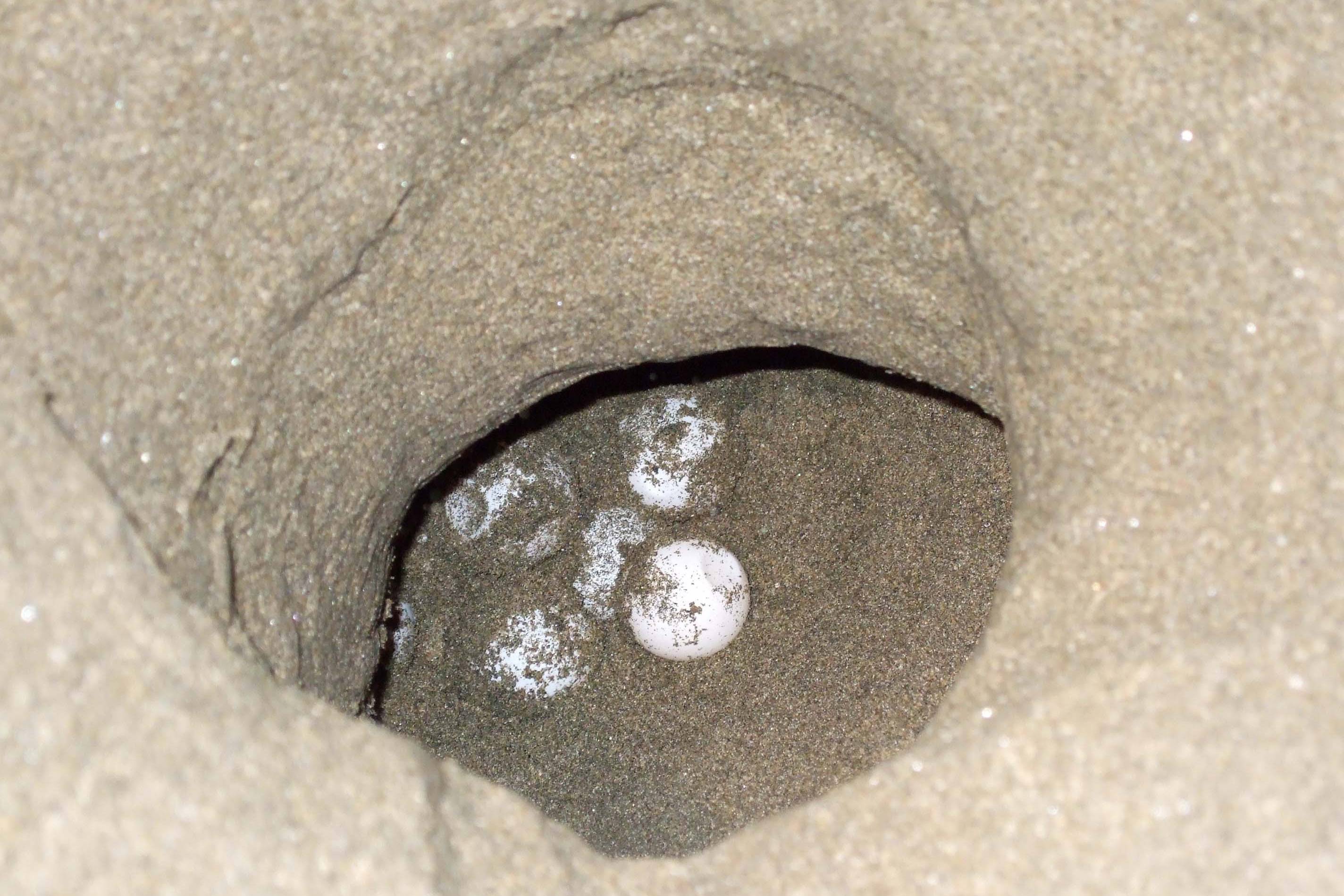 Sukamade schildpadden eieren op het strand van Java