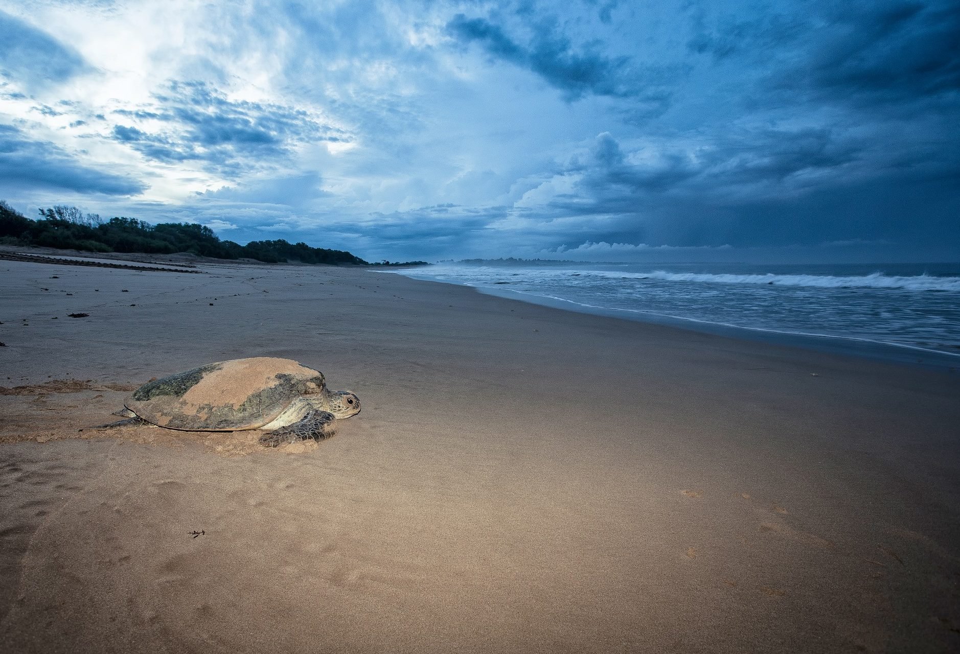 Sukamade schildpad op het strand van Java
