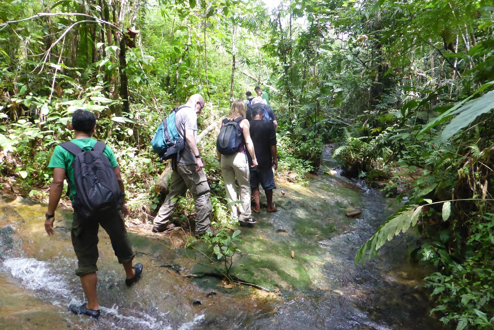 Jungle trekking in Gunung Leuser National Park Sumatra