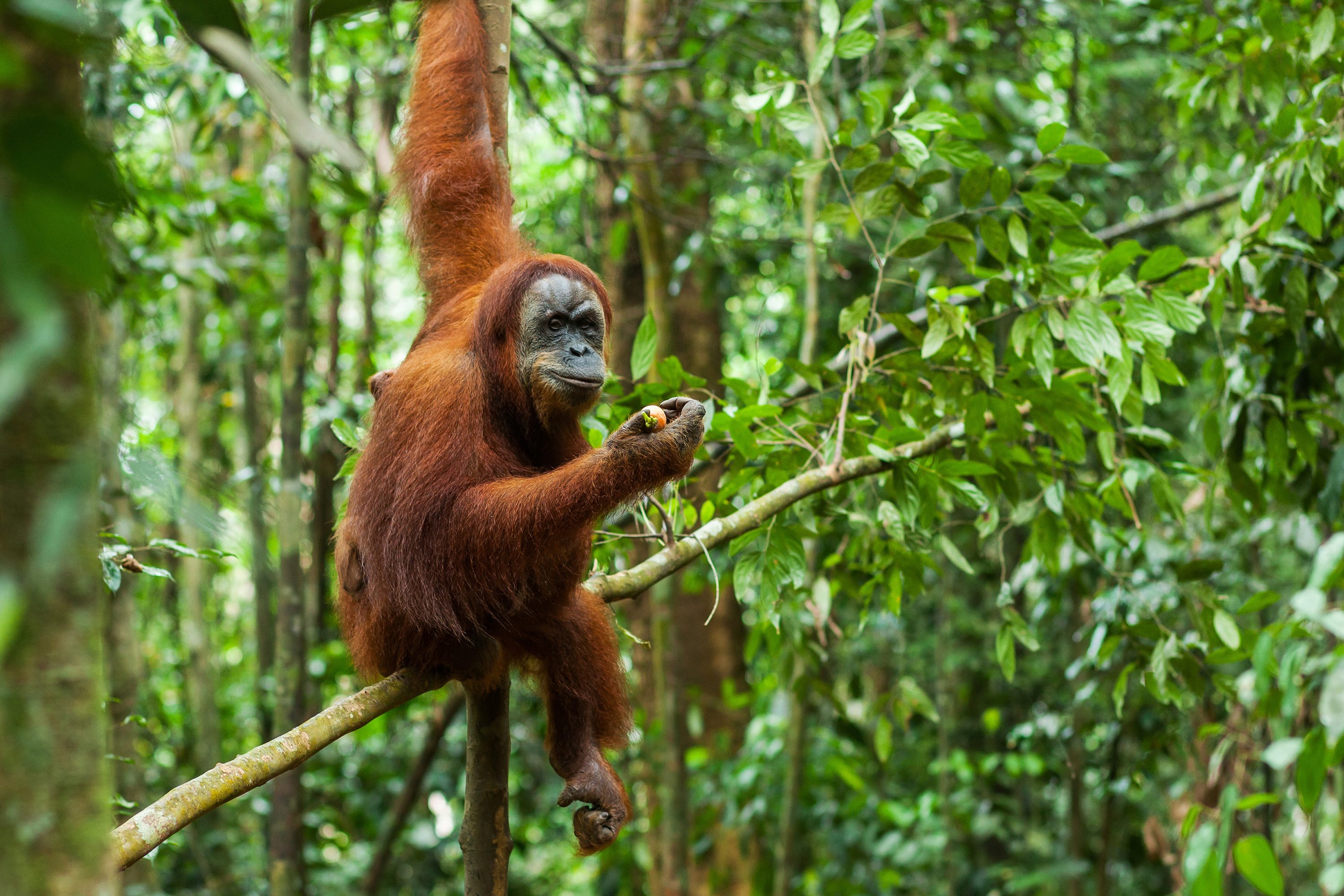 Orang oetan bij Bukit Lawang op Sumatra