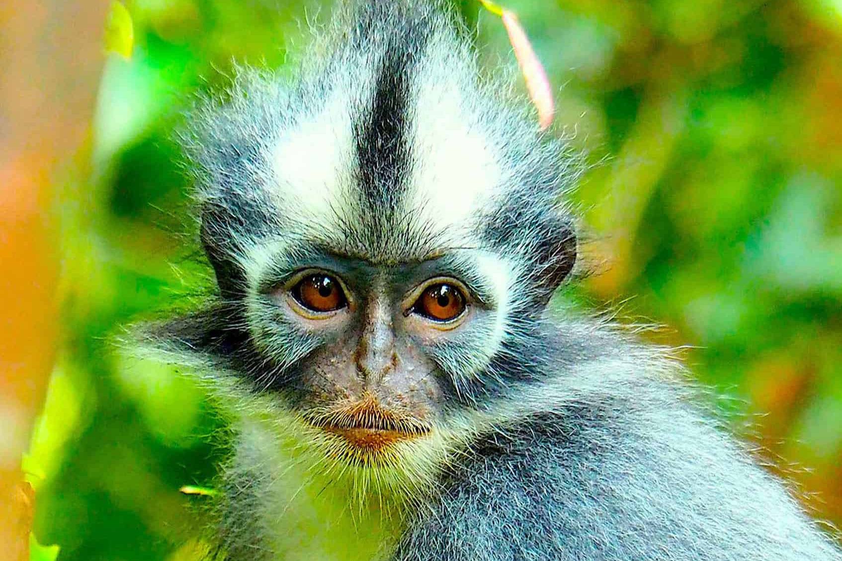 Thomas leaf monkey in de jungle van Sumatra