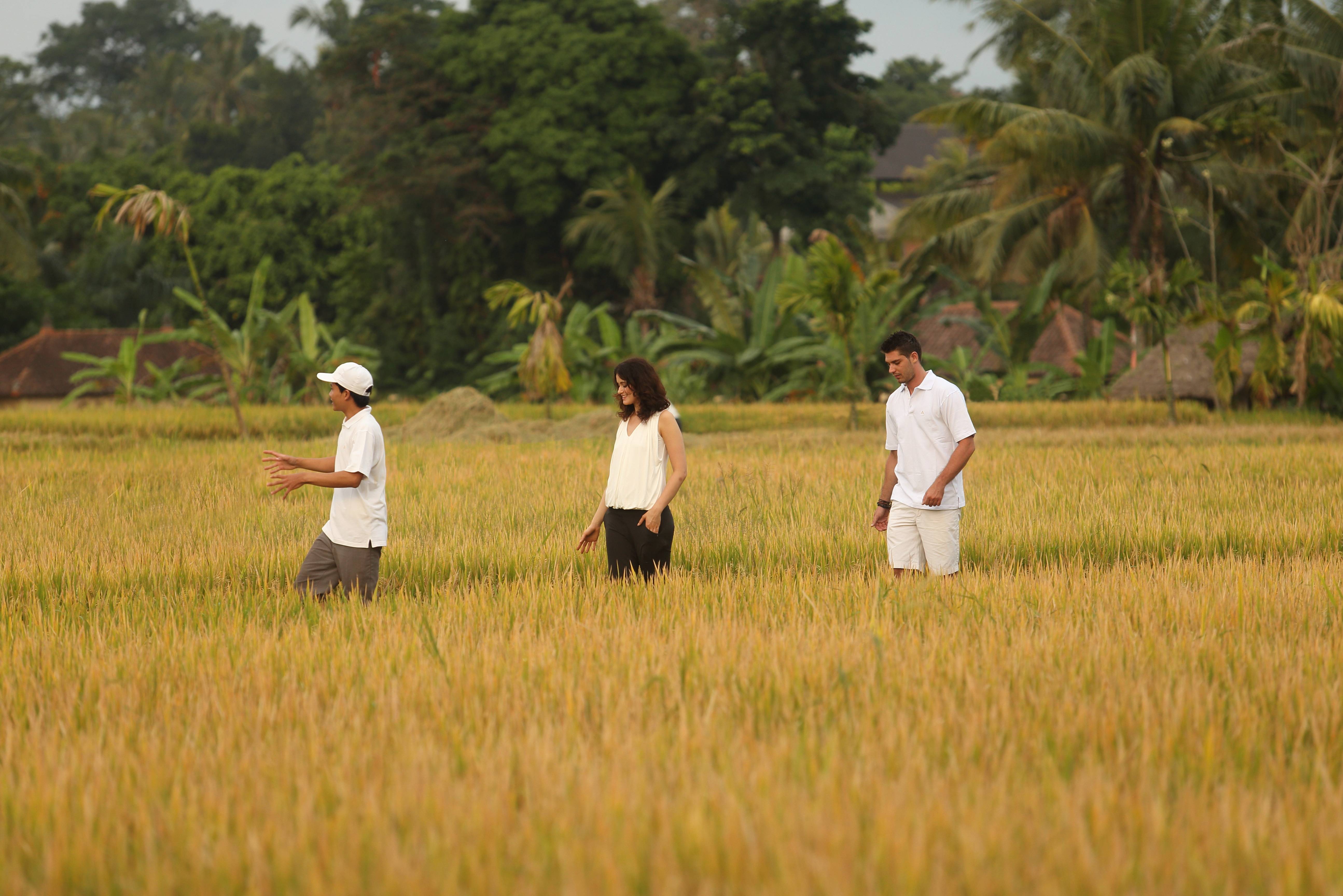Wandelen in de rijstvelden rondom ubud